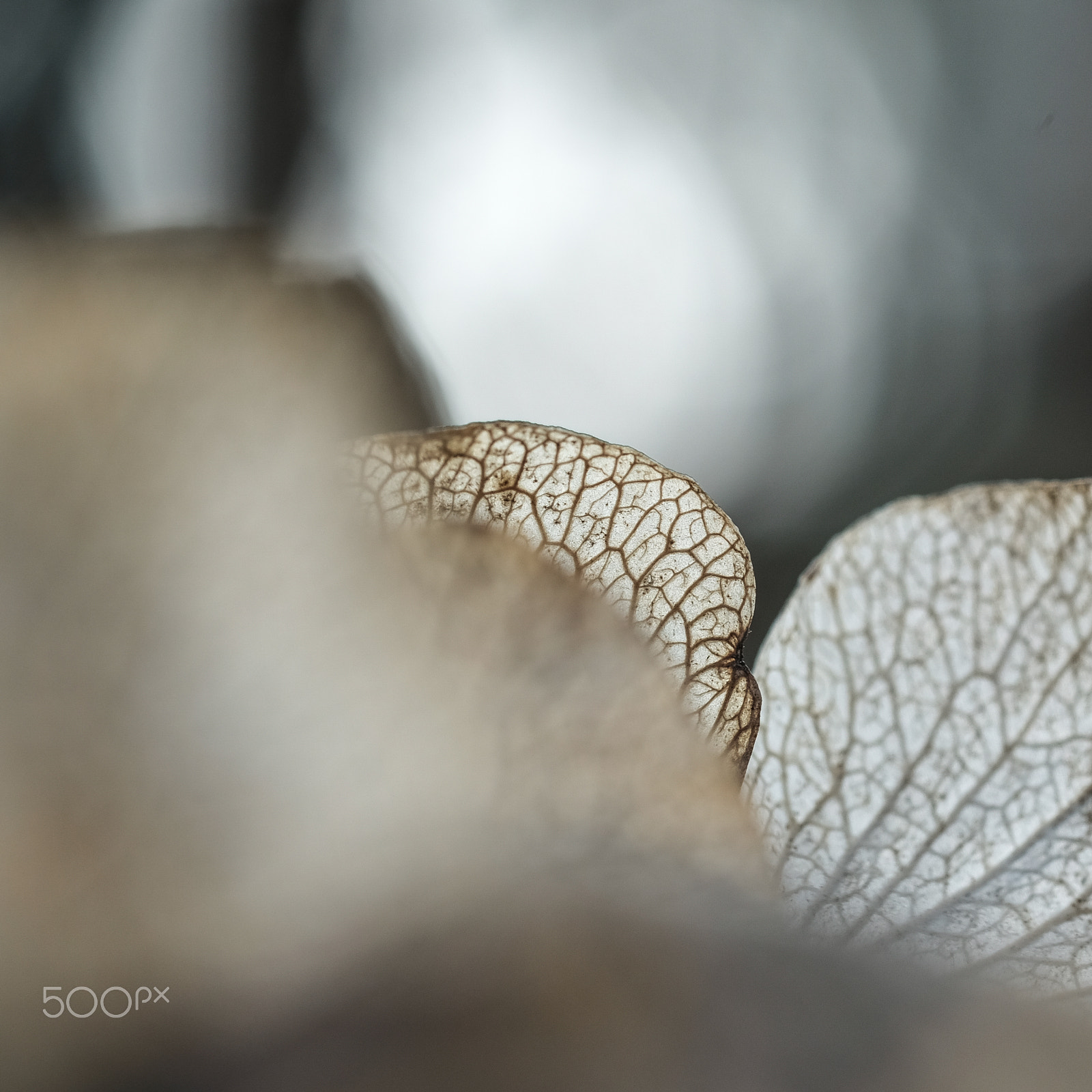 Fujifilm X-T2 + Fujifilm XF 60mm F2.4 R Macro sample photo. Hydrangea leaves photography