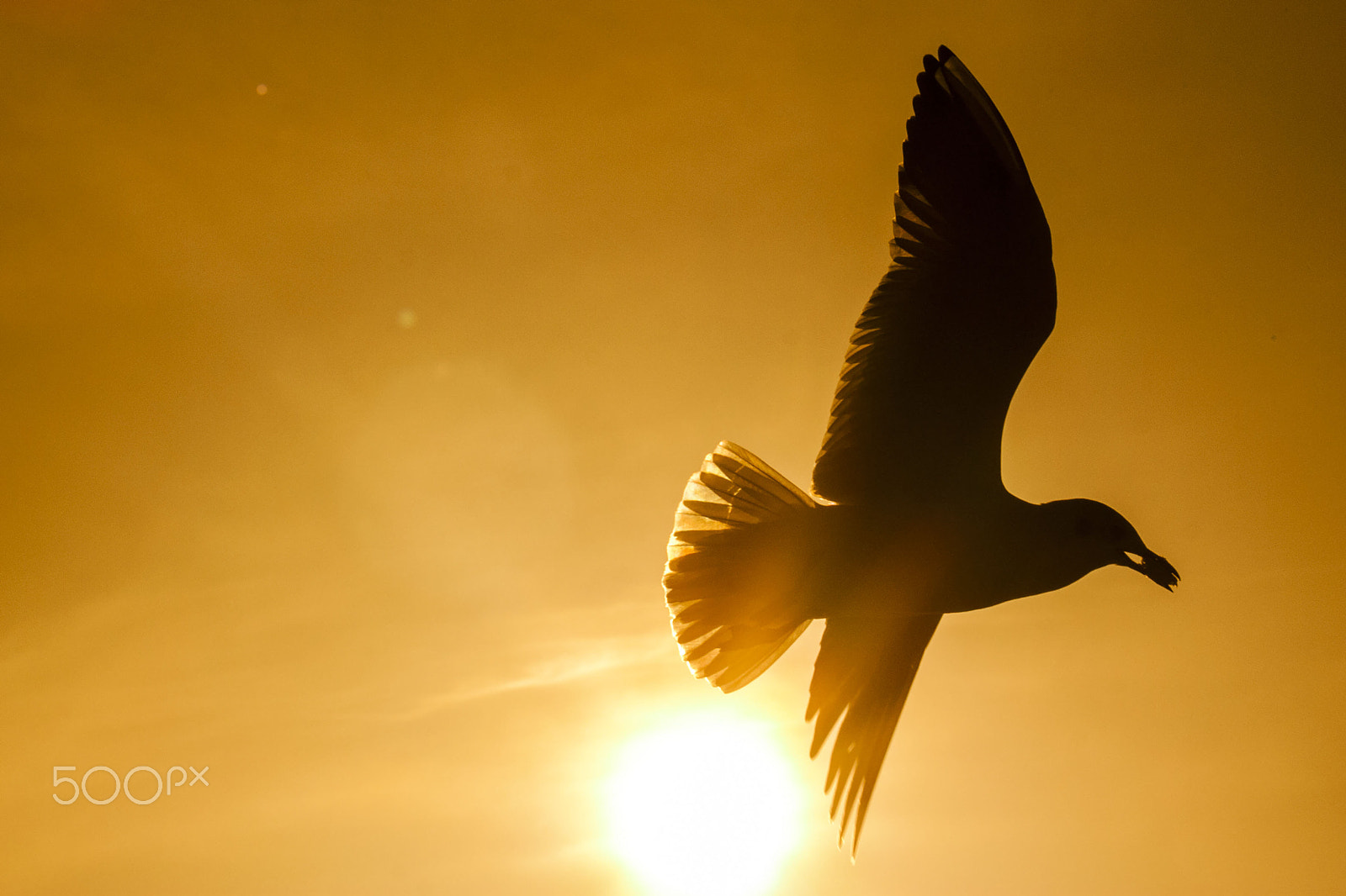Canon EF 75-300mm f/4-5.6 USM sample photo. Seagull photography