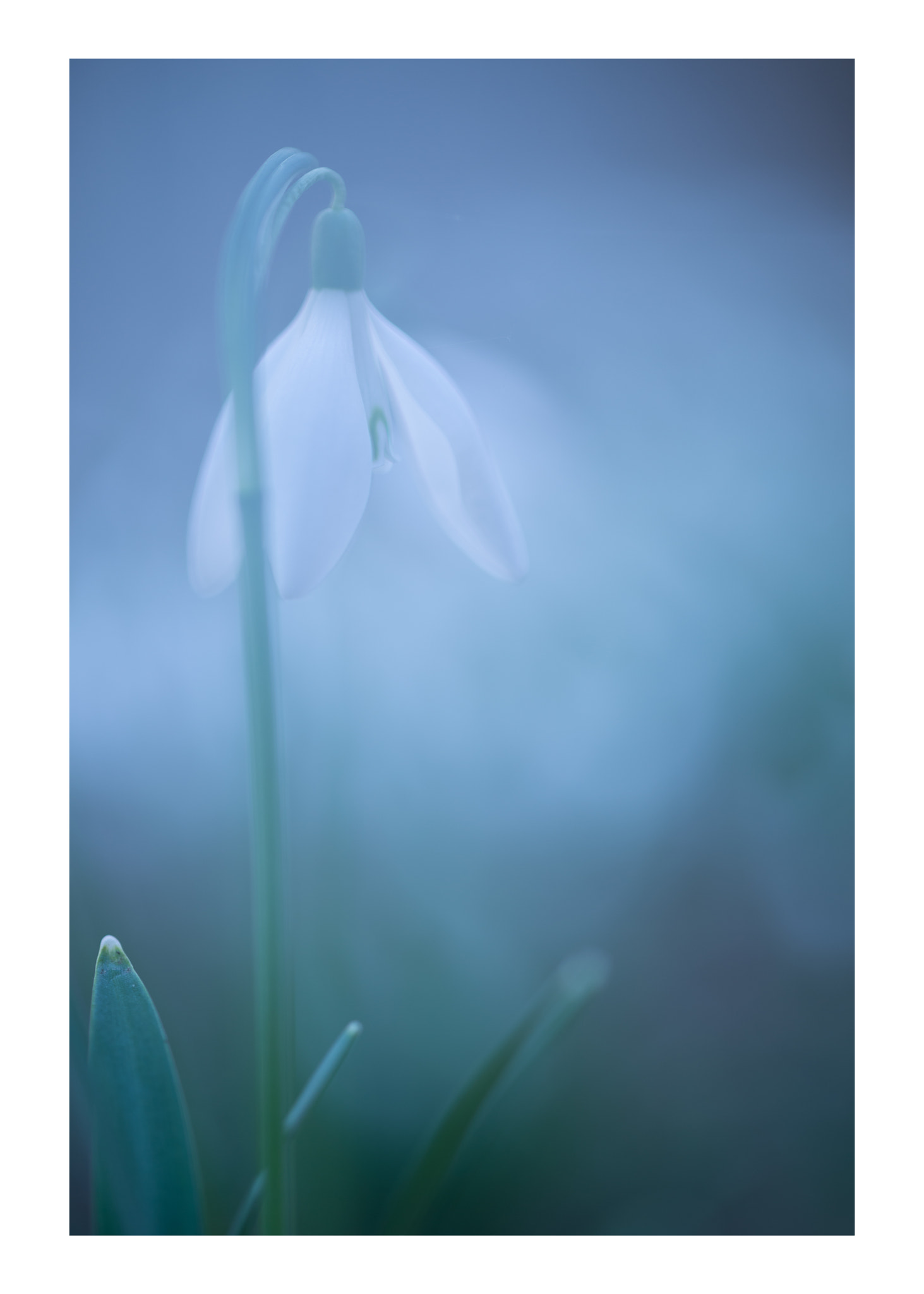 Sigma 105mm F2.8 EX DG OS HSM sample photo. Sneeuwklokje 2 photography