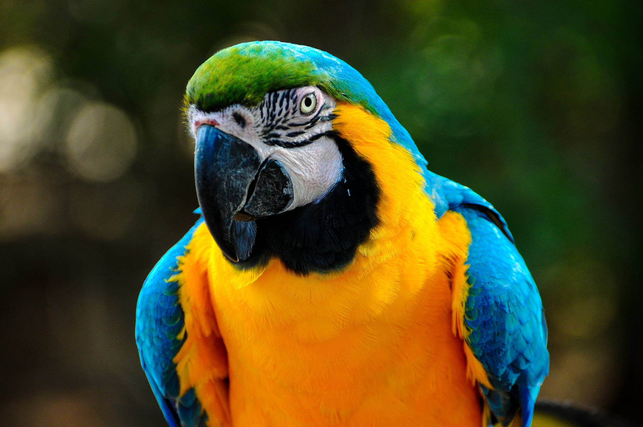 Nikon D5000 sample photo. Parrot  photography