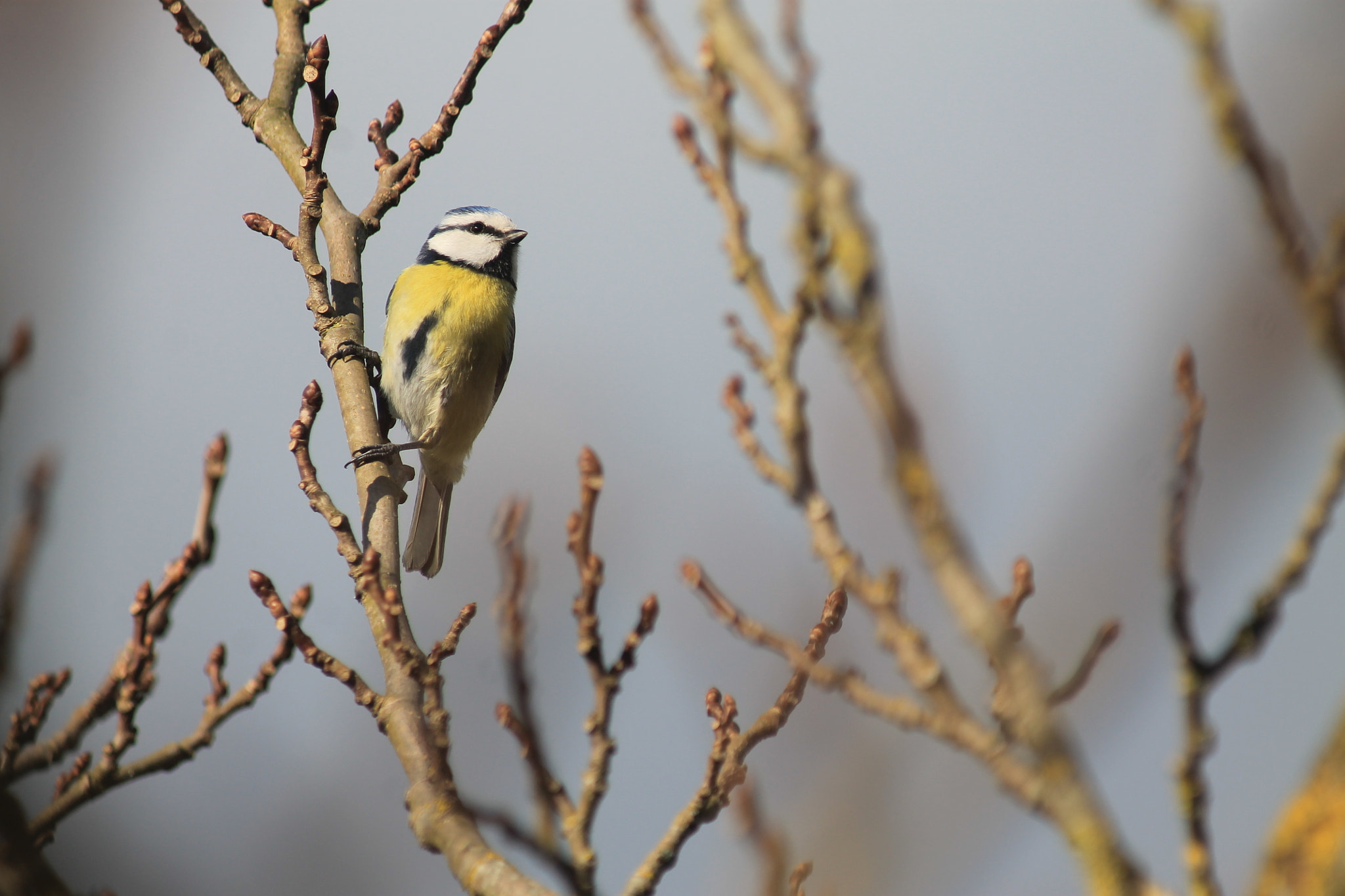 Canon EF 80-200mm F4.5-5.6 II sample photo. Mésange bleue photography