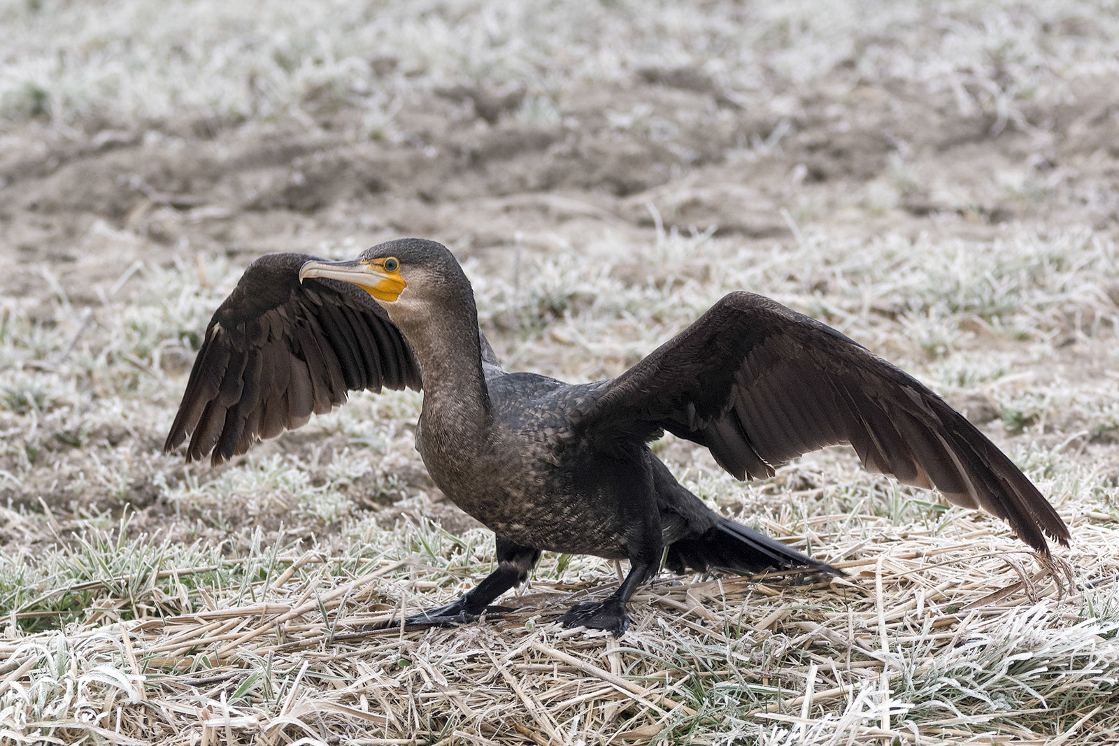 Sigma 150-600mm F5-6.3 DG OS HSM | C sample photo. Great cormorant photography
