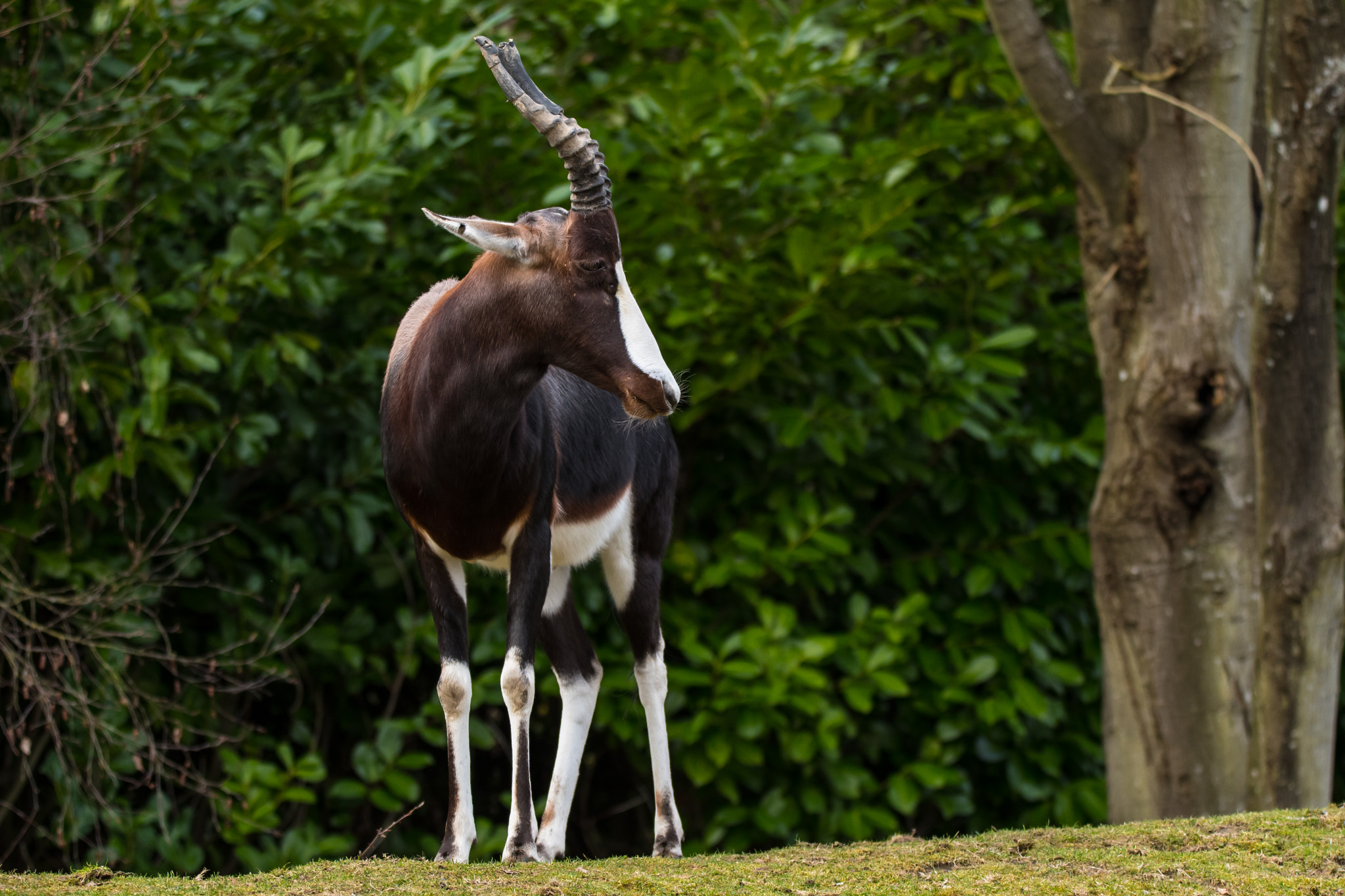 Sigma 150-600mm F5-6.3 DG OS HSM | C sample photo. D photography