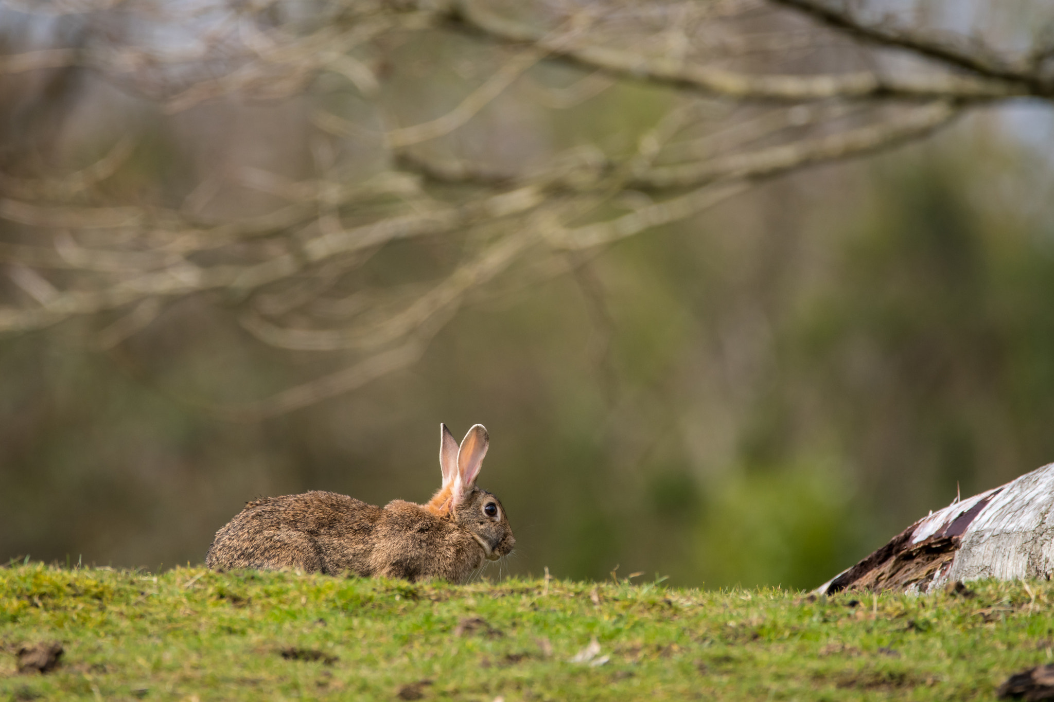 Sigma 150-600mm F5-6.3 DG OS HSM | C sample photo. D photography