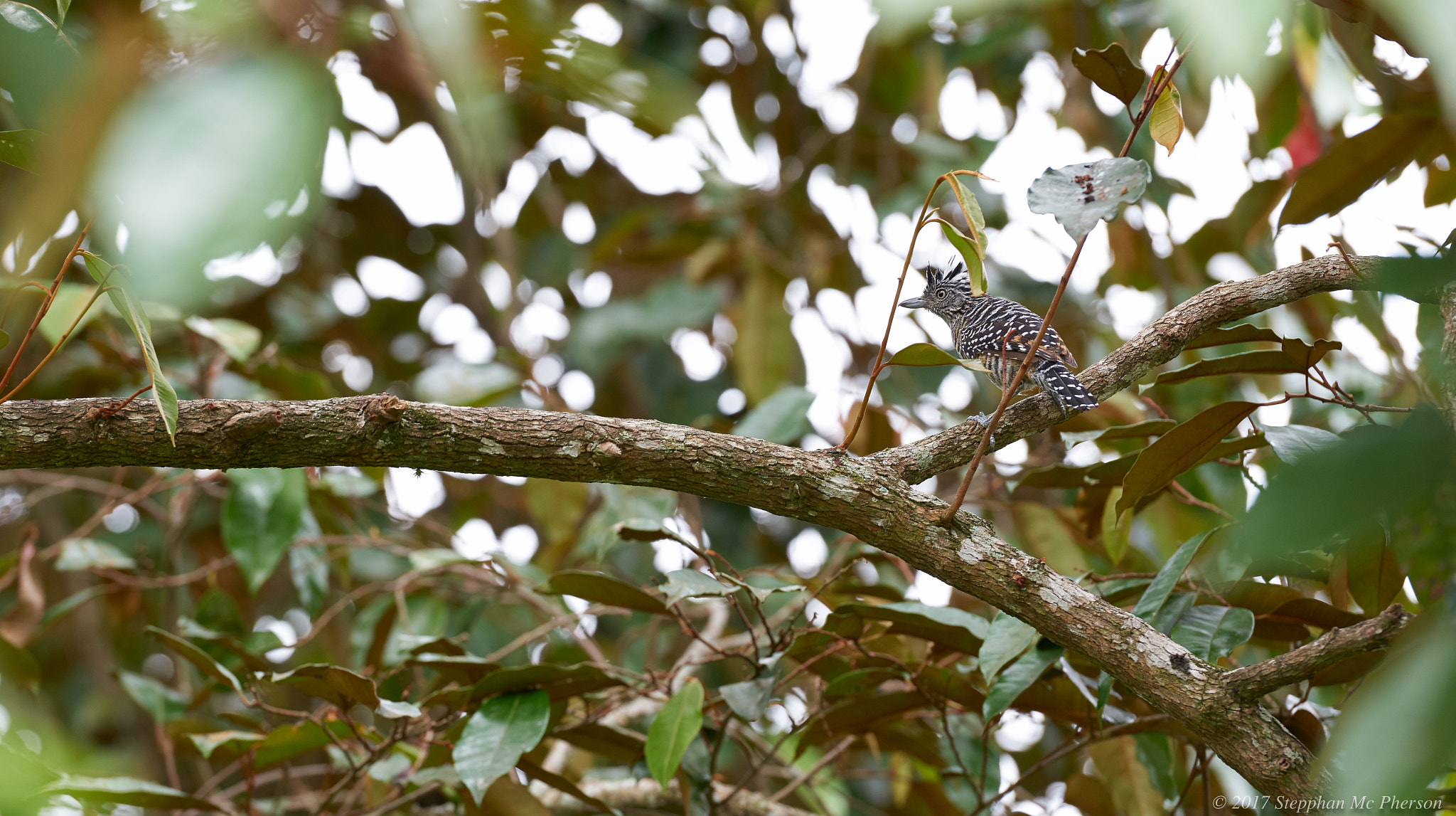 Nikon D810 sample photo. I see you.. mr curious 3 photography
