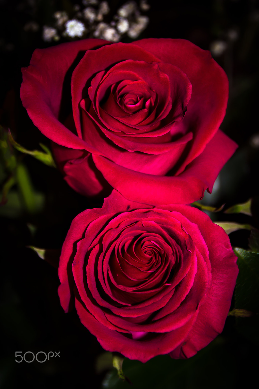 Canon EOS 600D (Rebel EOS T3i / EOS Kiss X5) sample photo. Two multi-layered roses photography