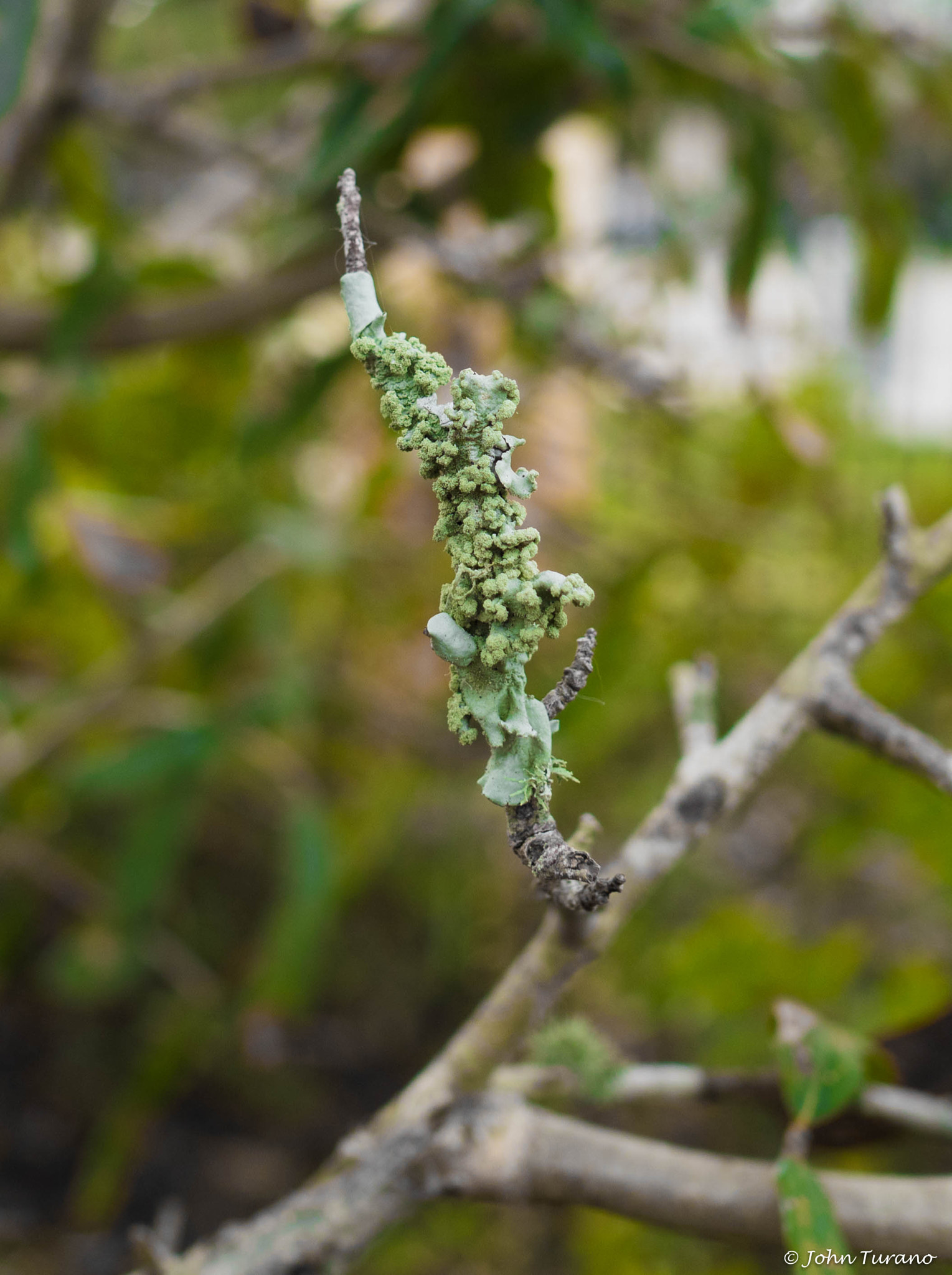 Olympus PEN-F sample photo. Fungus photography