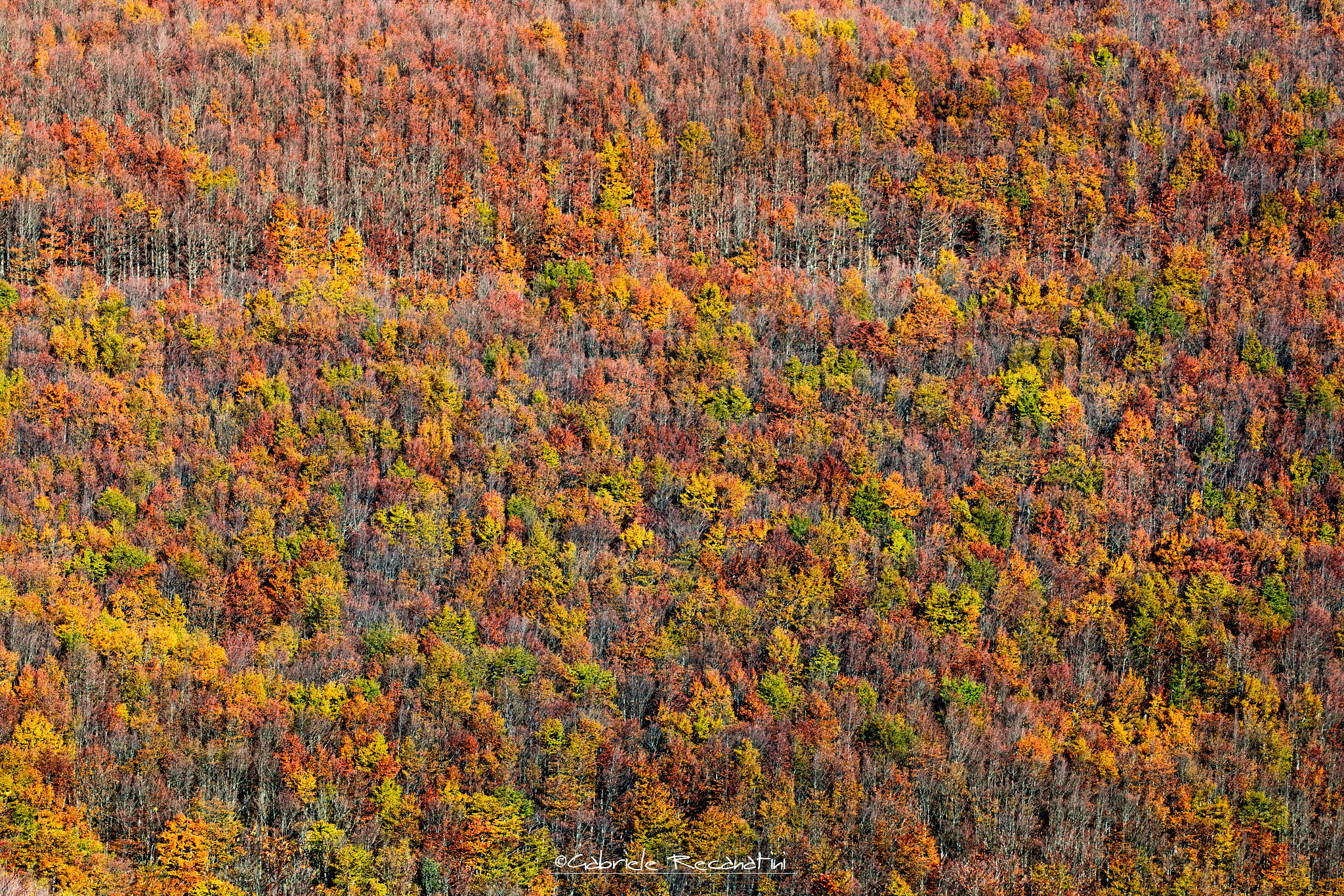 Canon EOS 70D sample photo. Autumn photography