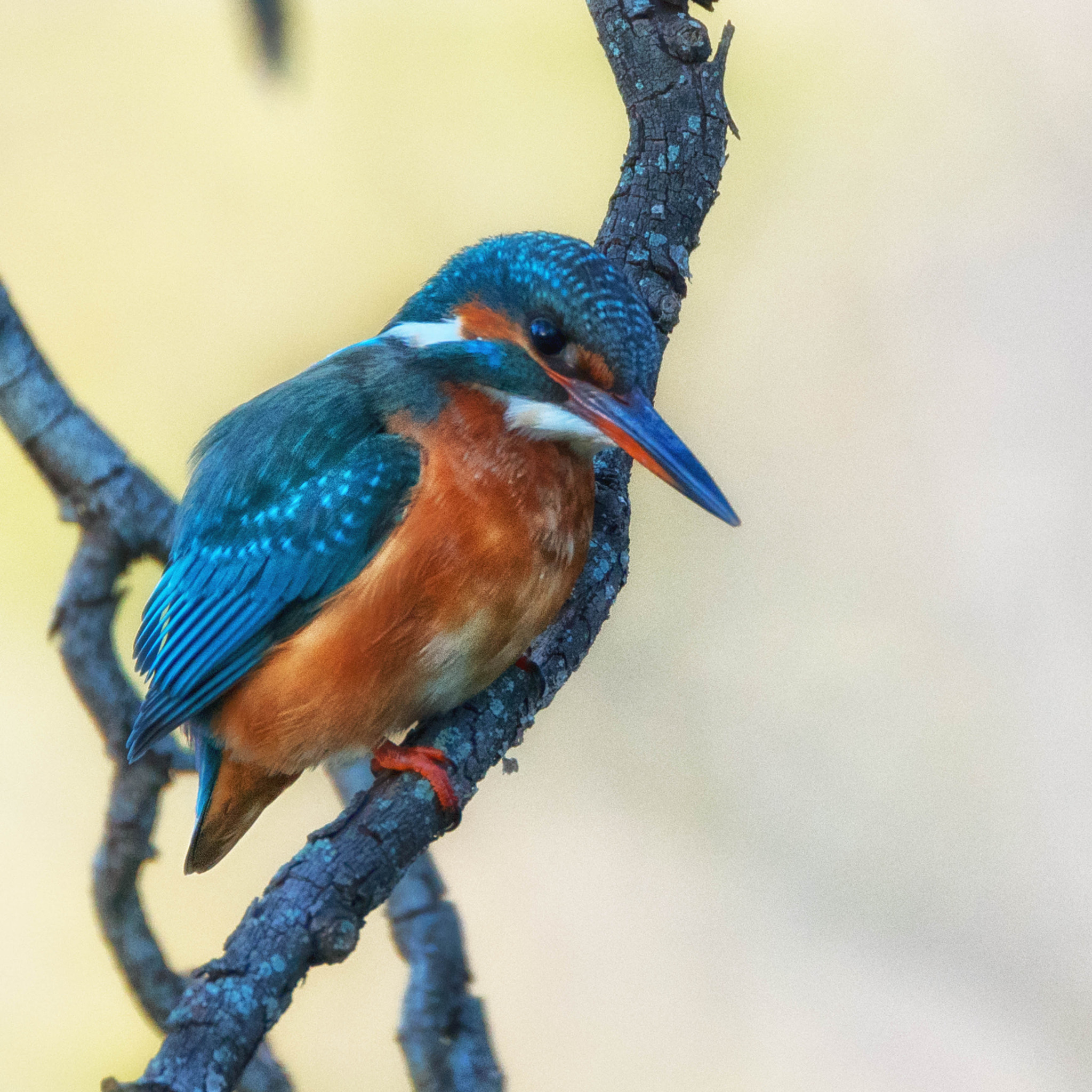 Sony a7R II sample photo. Le pêcheur d'olbius riquier photography