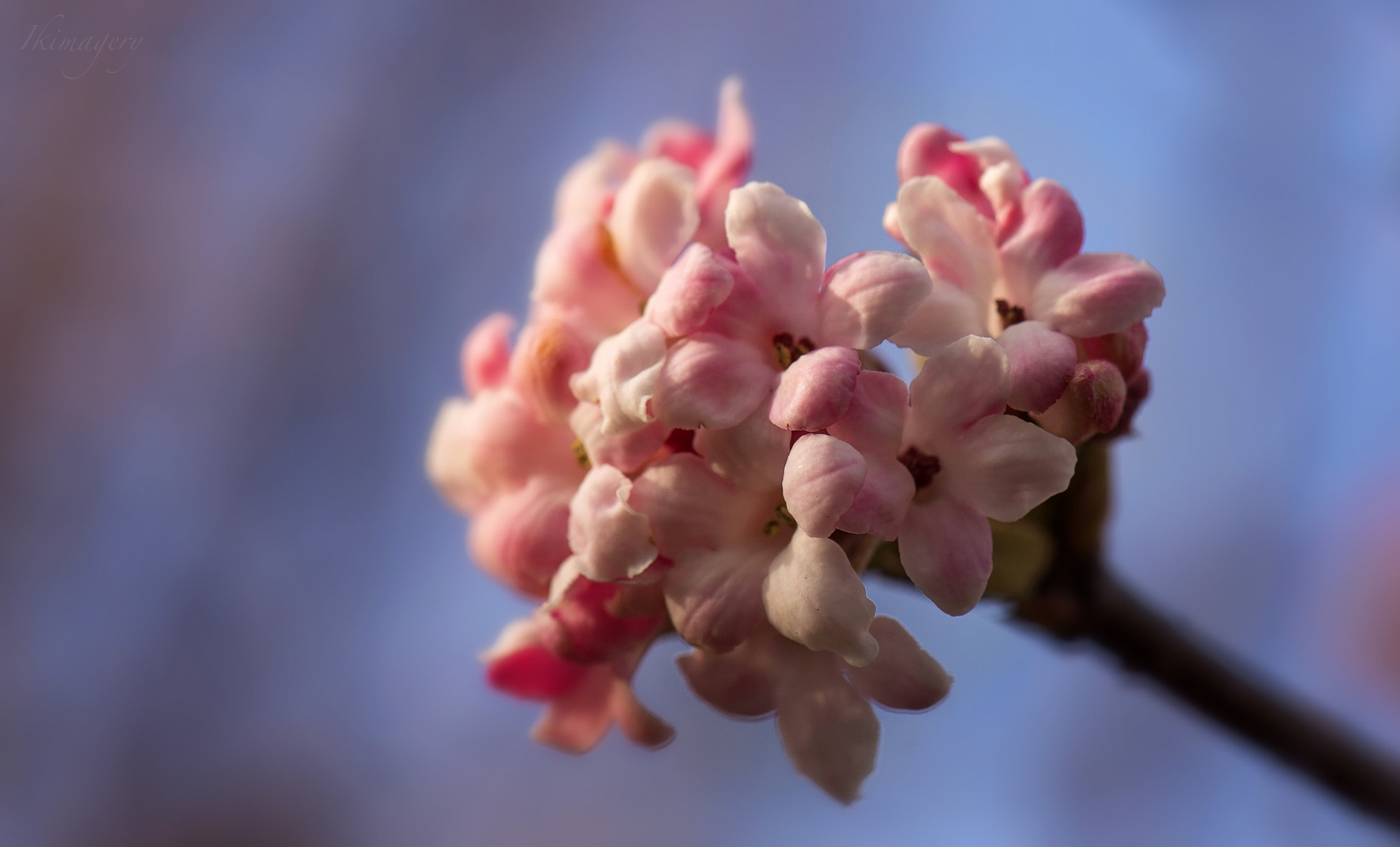 Nikon AF-S Micro-Nikkor 105mm F2.8G IF-ED VR sample photo. Viburnam vwm photography