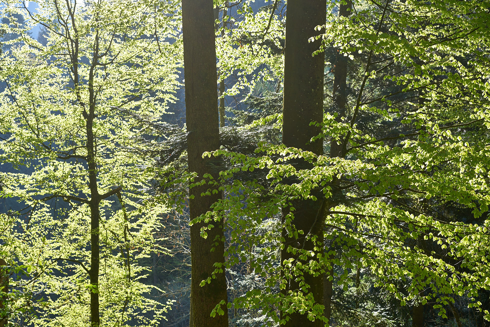 Sony Sonnar T* FE 55mm F1.8 ZA sample photo. Beech forest in springtime photography