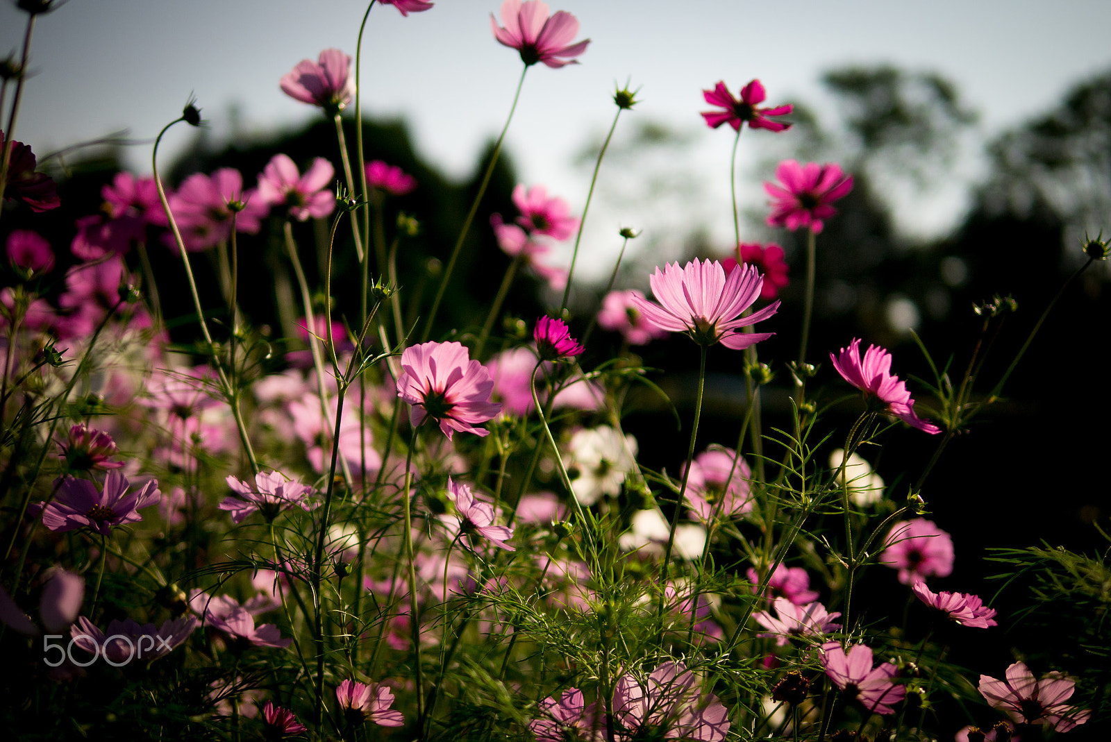 Panasonic Lumix DMC-GX1 sample photo. 秋桜 photography