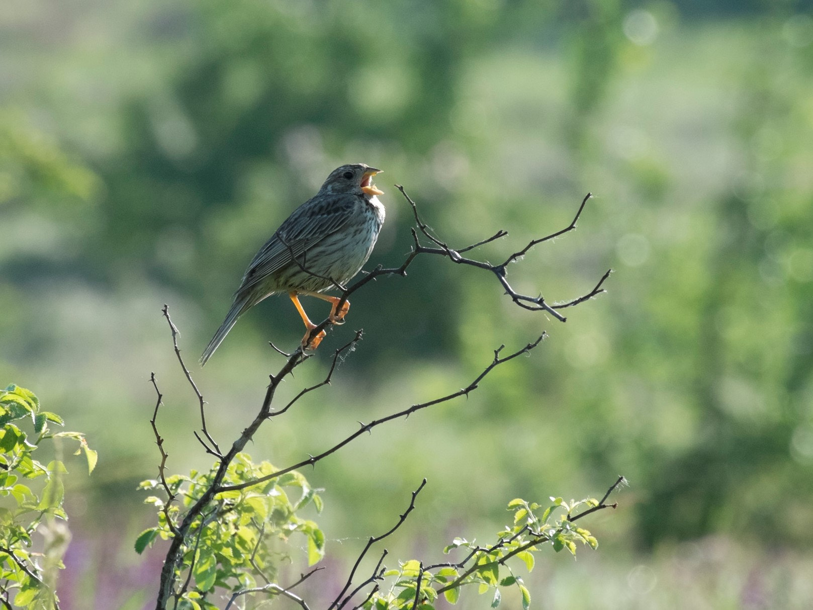 Fujifilm X-E1 + Fujifilm XC 50-230mm F4.5-6.7 OIS sample photo. () photography