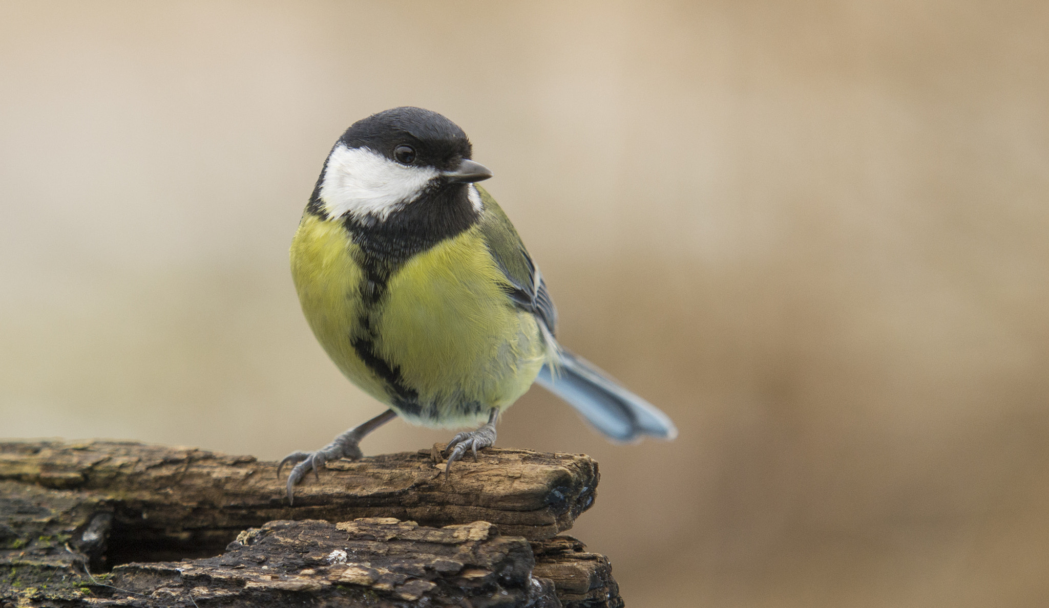 Nikon D3100 + Sigma APO 100-300mm F4 EX IF HSM sample photo. Great tit photography