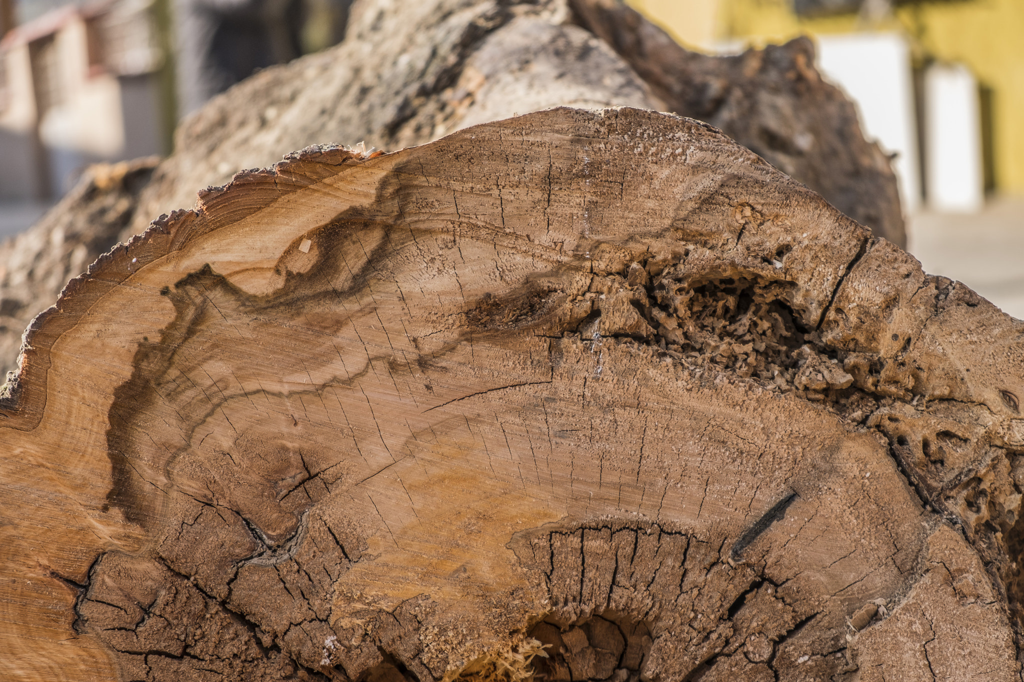 Fujifilm X-Pro2 + Fujifilm XF 18-55mm F2.8-4 R LM OIS sample photo. Wood photography