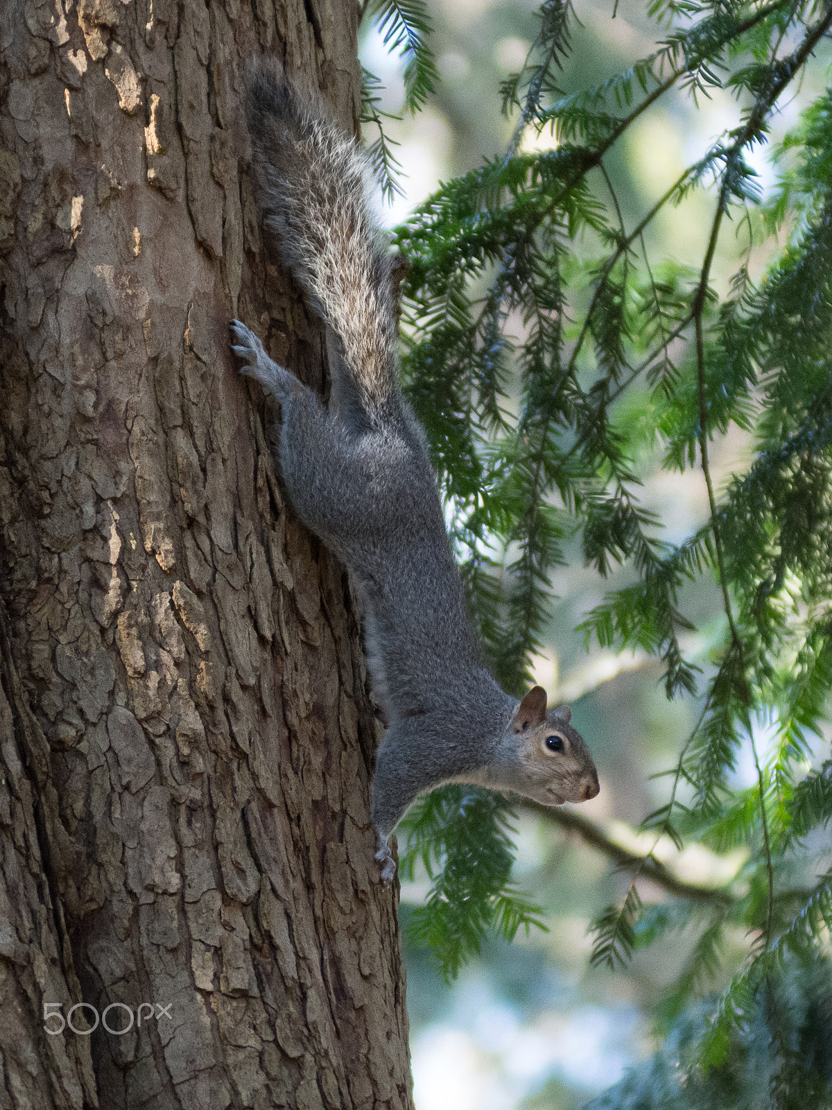 Nikon D7200 sample photo. 32851751581.jpg photography