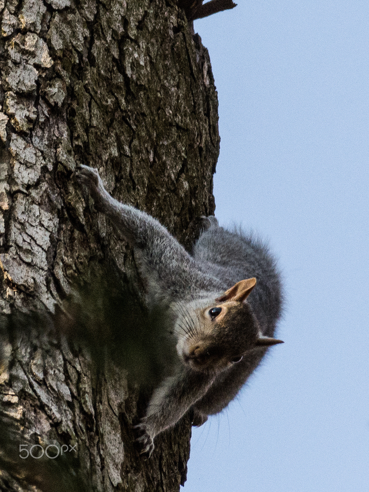 Nikon D7200 sample photo. 32851776321.jpg photography