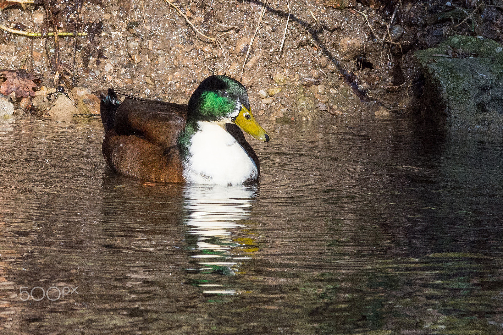 Nikon D7200 sample photo. 32935546906.jpg photography