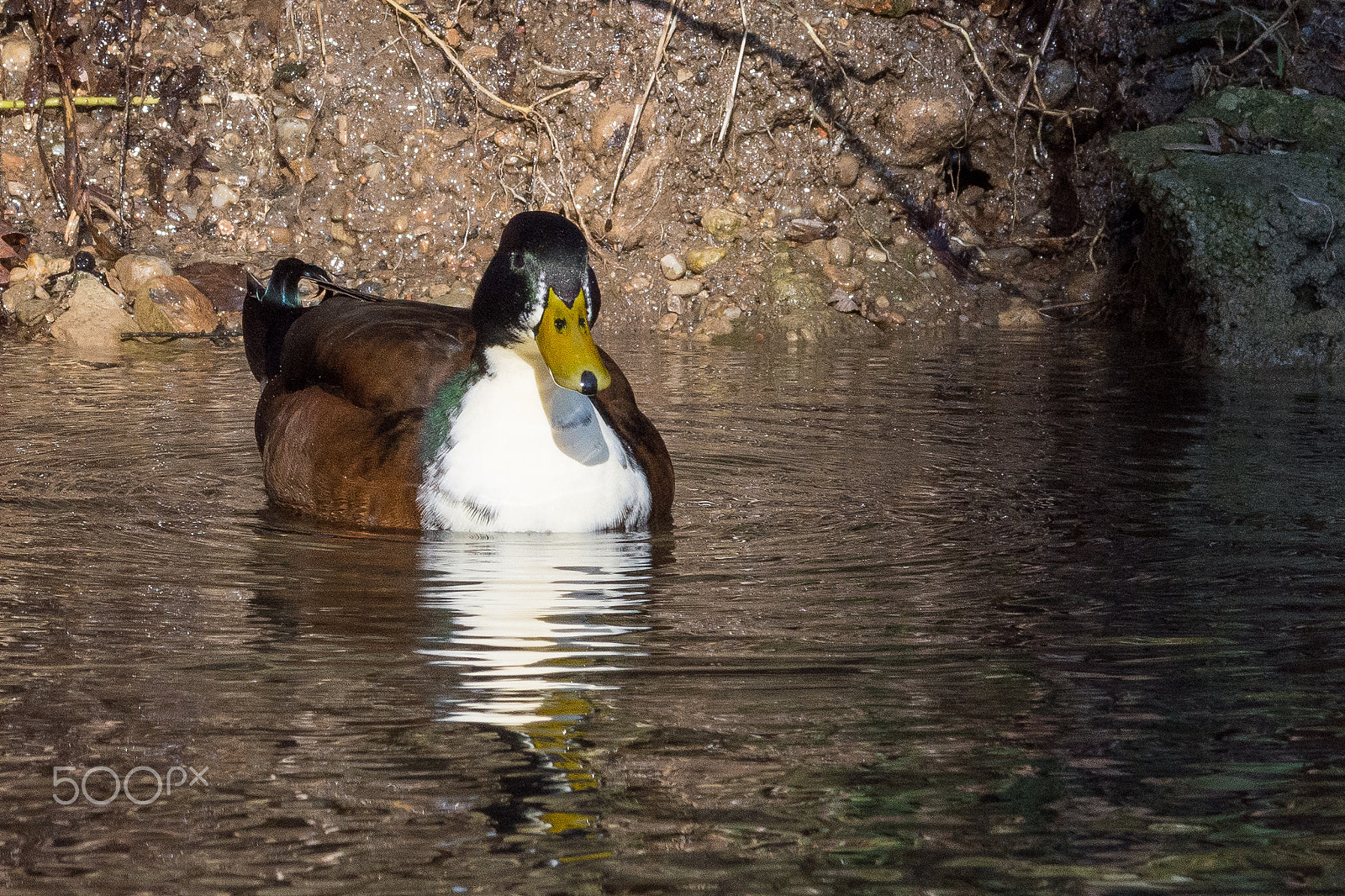 Nikon D7200 sample photo. 32132598034.jpg photography