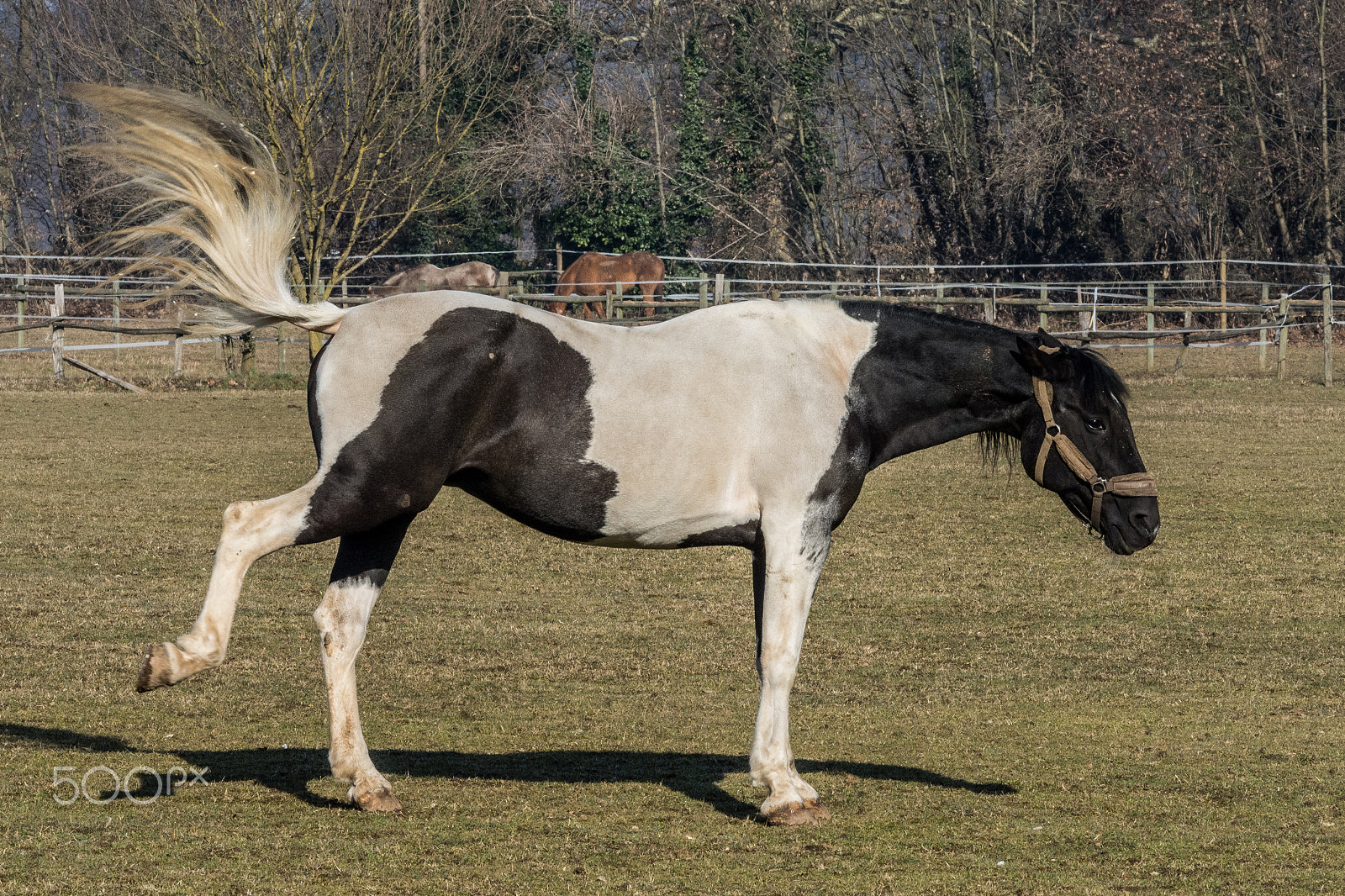 Nikon D7200 sample photo. 32595489920.jpg photography
