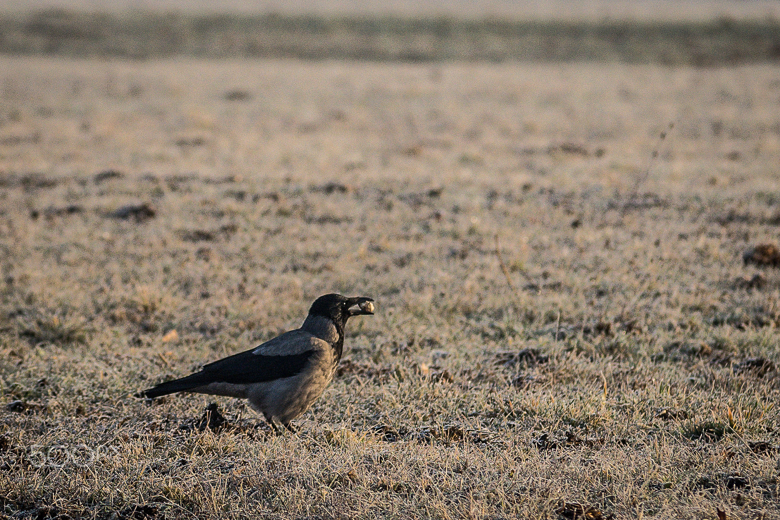 Nikon D7200 sample photo. 32852020411.jpg photography