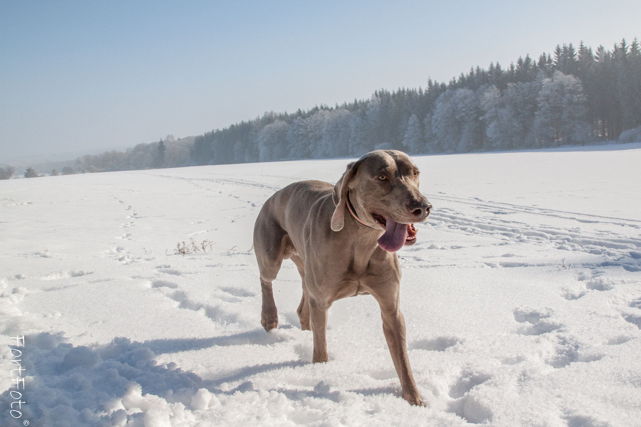 Canon EOS 500D (EOS Rebel T1i / EOS Kiss X3) sample photo. Weimaraner photography