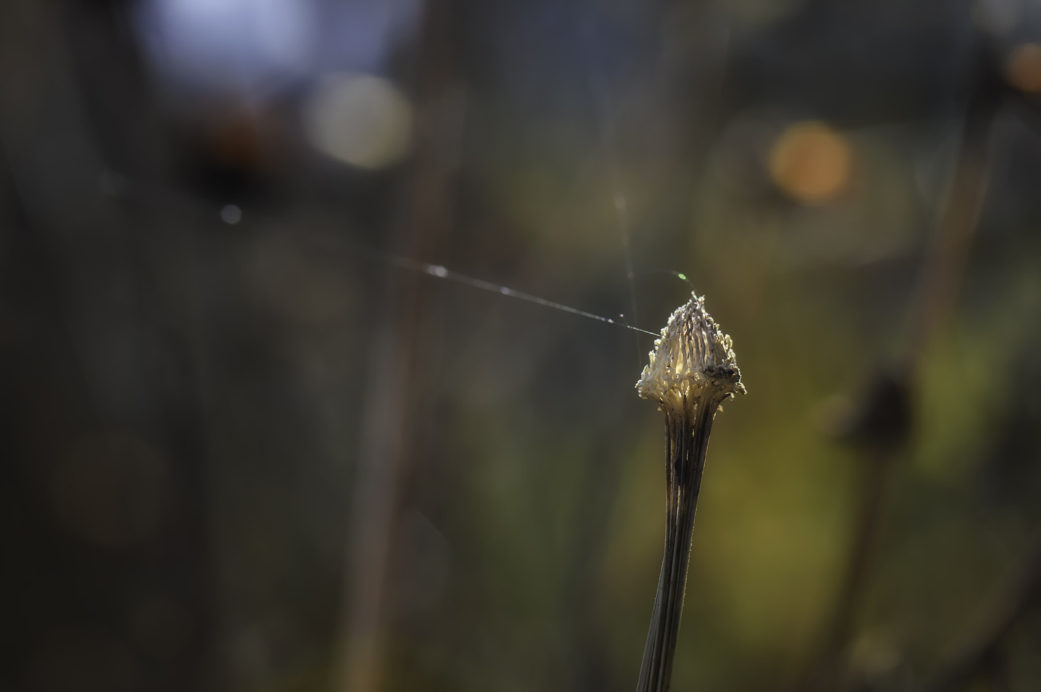 Nikon D3200 sample photo. A beacon of spring photography