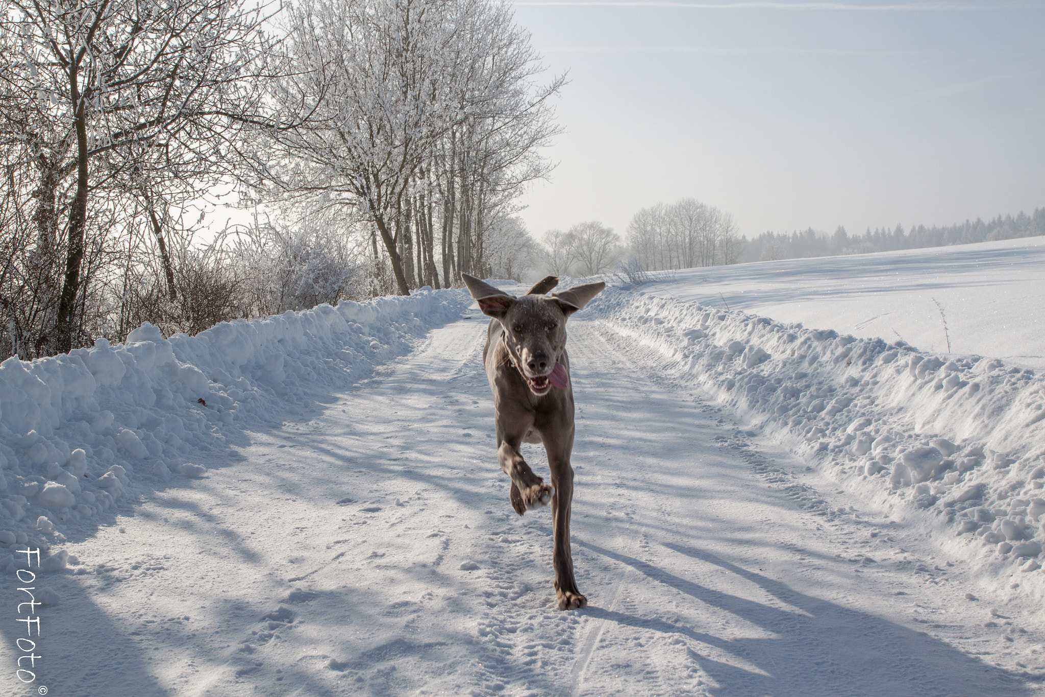 Canon EOS 500D (EOS Rebel T1i / EOS Kiss X3) sample photo. Weimaraner photography