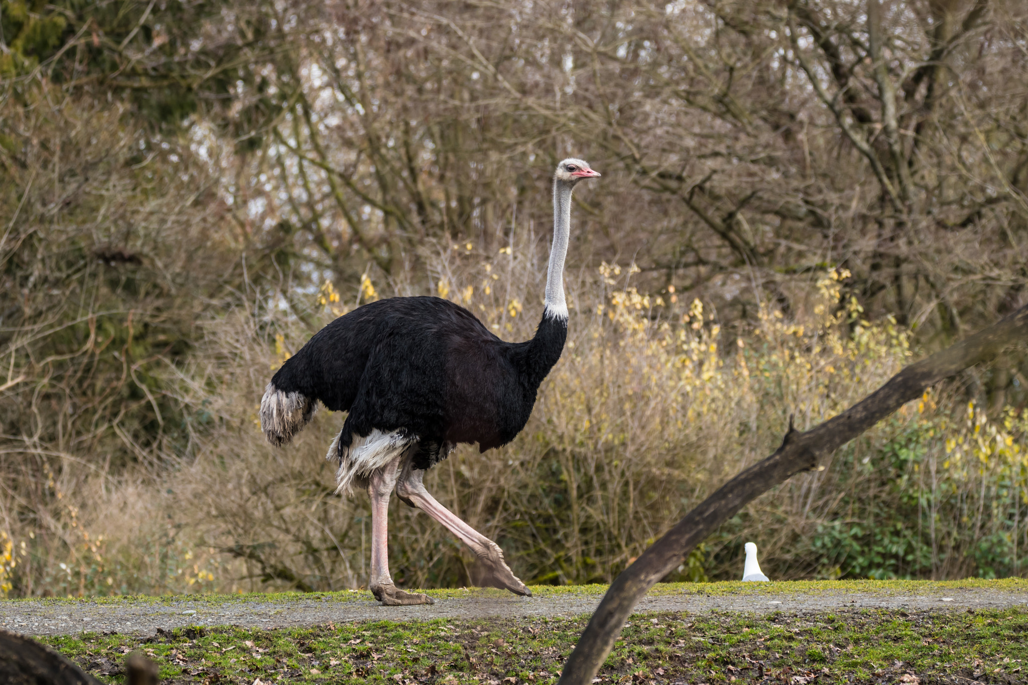 Sigma 150-600mm F5-6.3 DG OS HSM | C sample photo. Ostrich photography