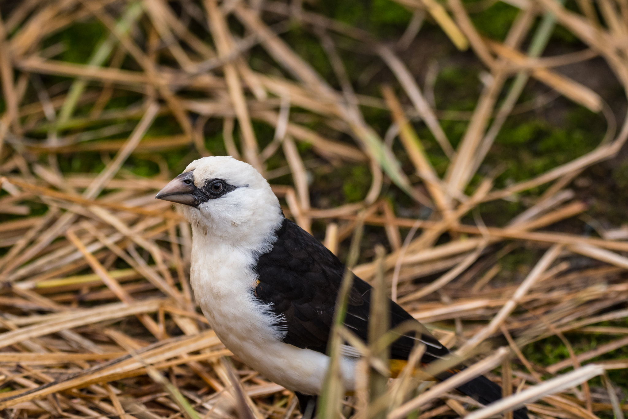 Sigma 150-600mm F5-6.3 DG OS HSM | C sample photo. White-headed buffalo weaver photography