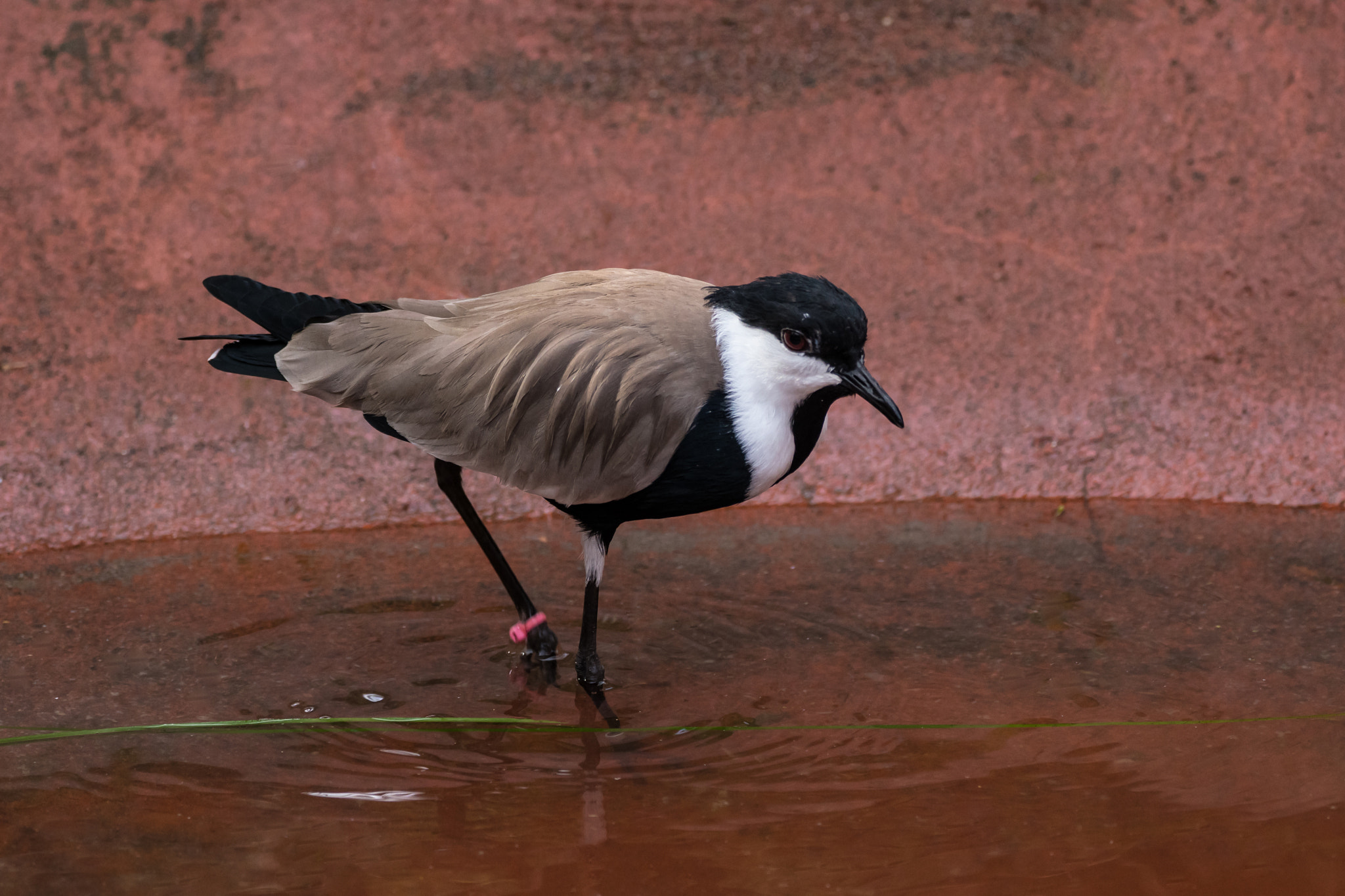 Sigma 150-600mm F5-6.3 DG OS HSM | C sample photo. White-headed buffalo weaver photography