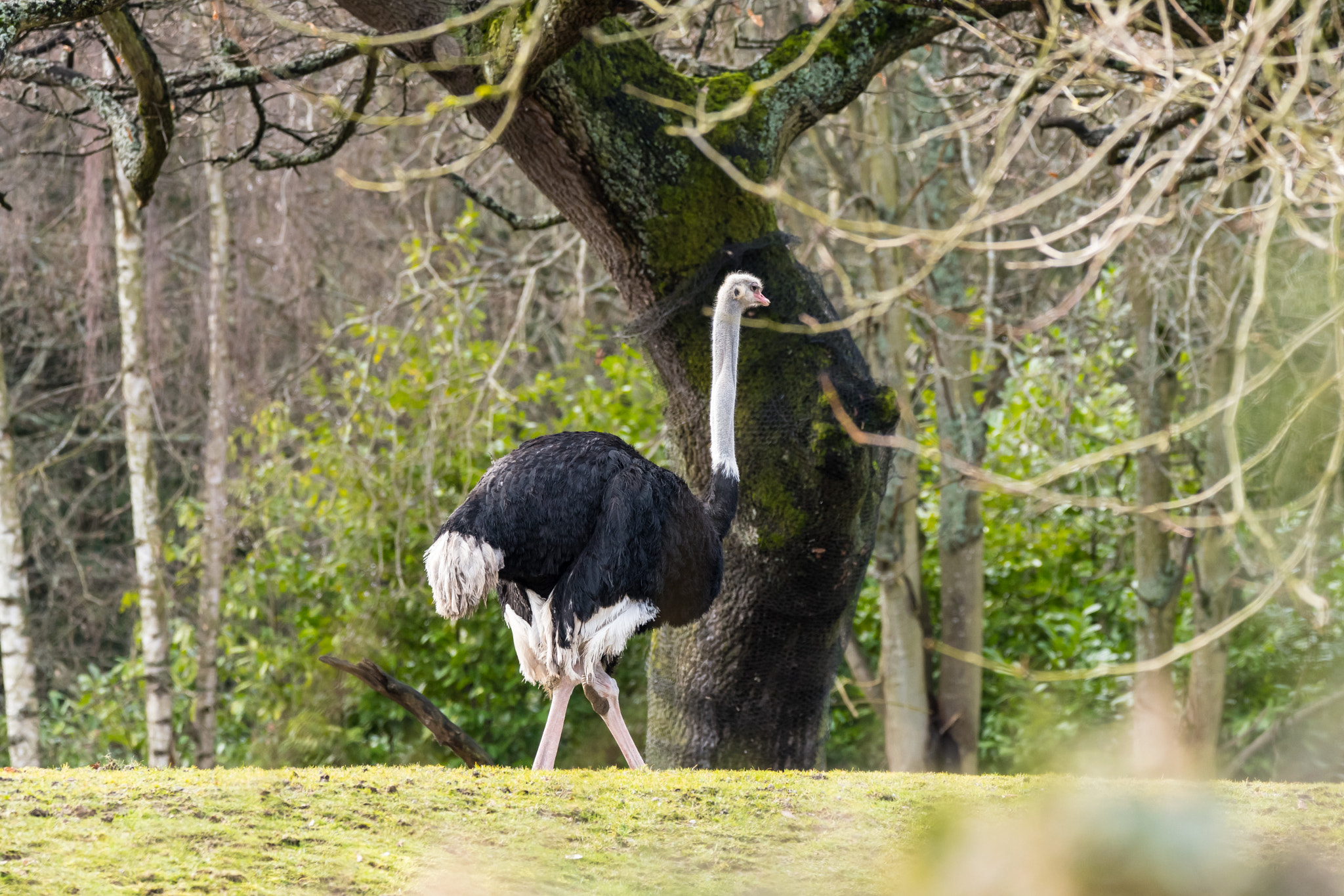 Sigma 150-600mm F5-6.3 DG OS HSM | C sample photo. Ostrich photography