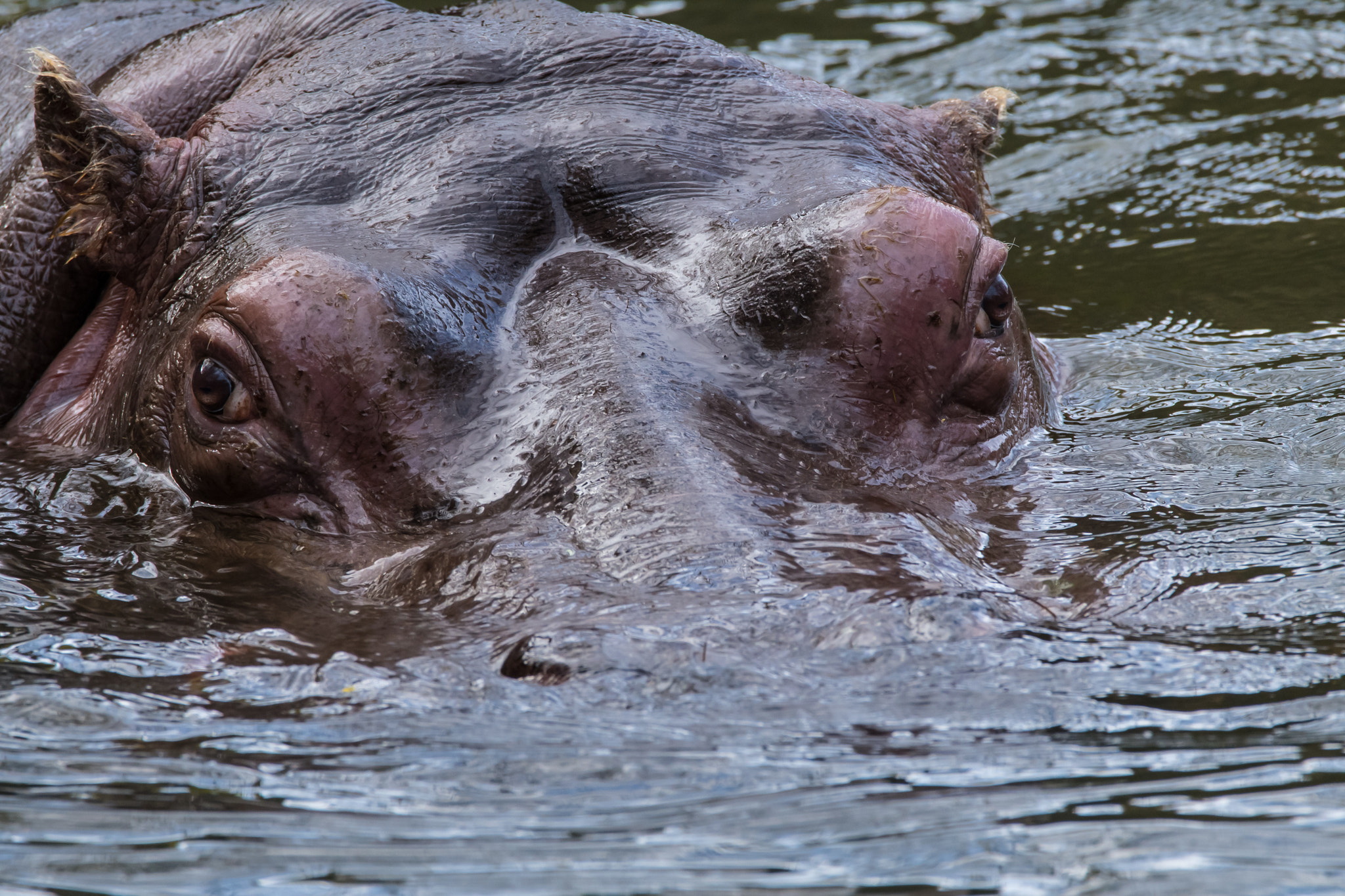 Sigma 150-600mm F5-6.3 DG OS HSM | C sample photo. Hippo photography