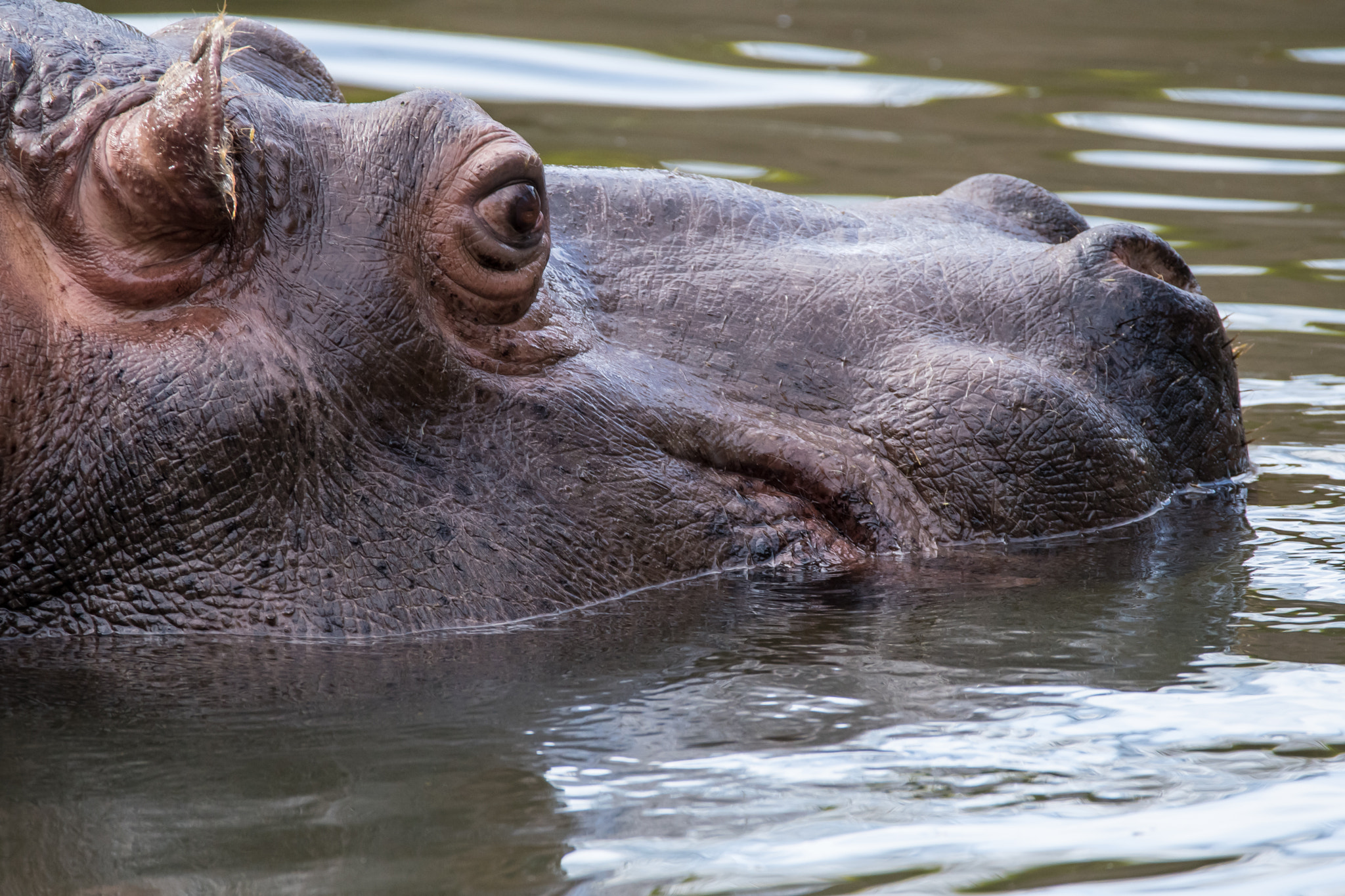 Sigma 150-600mm F5-6.3 DG OS HSM | C sample photo. Hippo photography