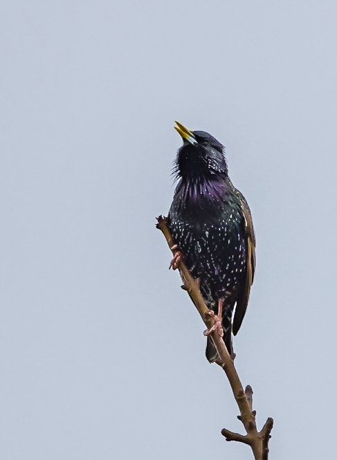 Tamron SP 150-600mm F5-6.3 Di VC USD sample photo. Starling photography