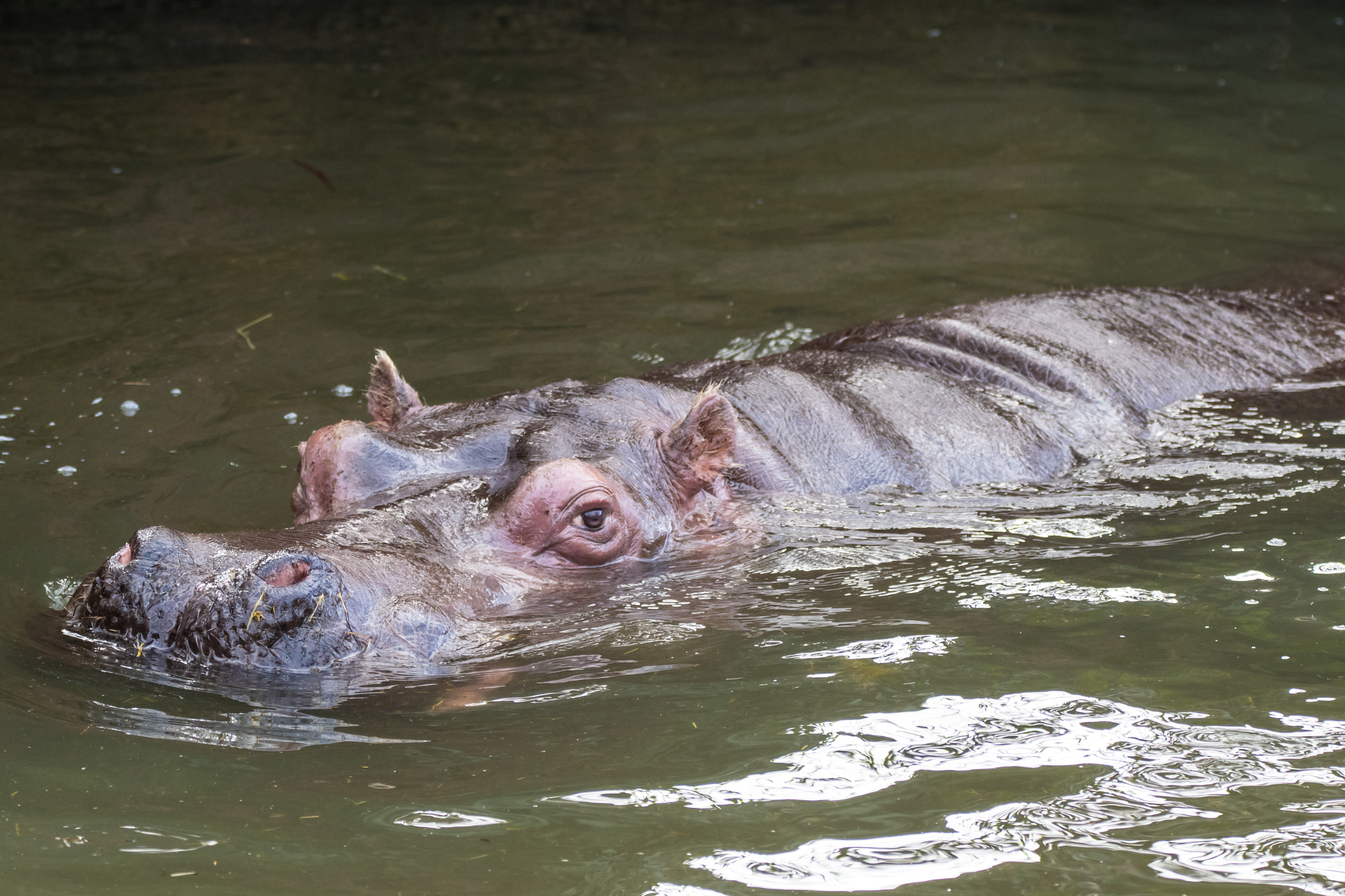 Sigma 150-600mm F5-6.3 DG OS HSM | C sample photo. Hippo photography