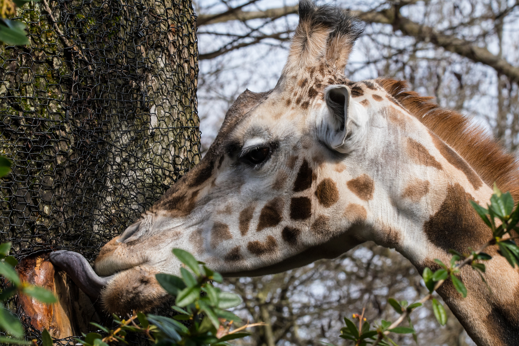 Sigma 150-600mm F5-6.3 DG OS HSM | C sample photo. Giraffe photography