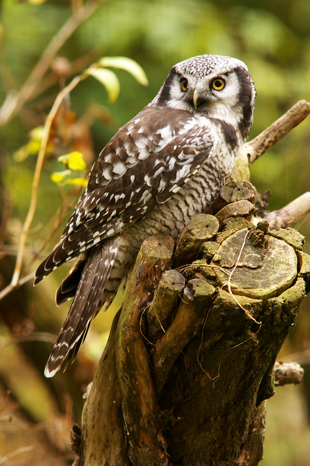 Pentax K100D Super sample photo. Zoo, prague photography