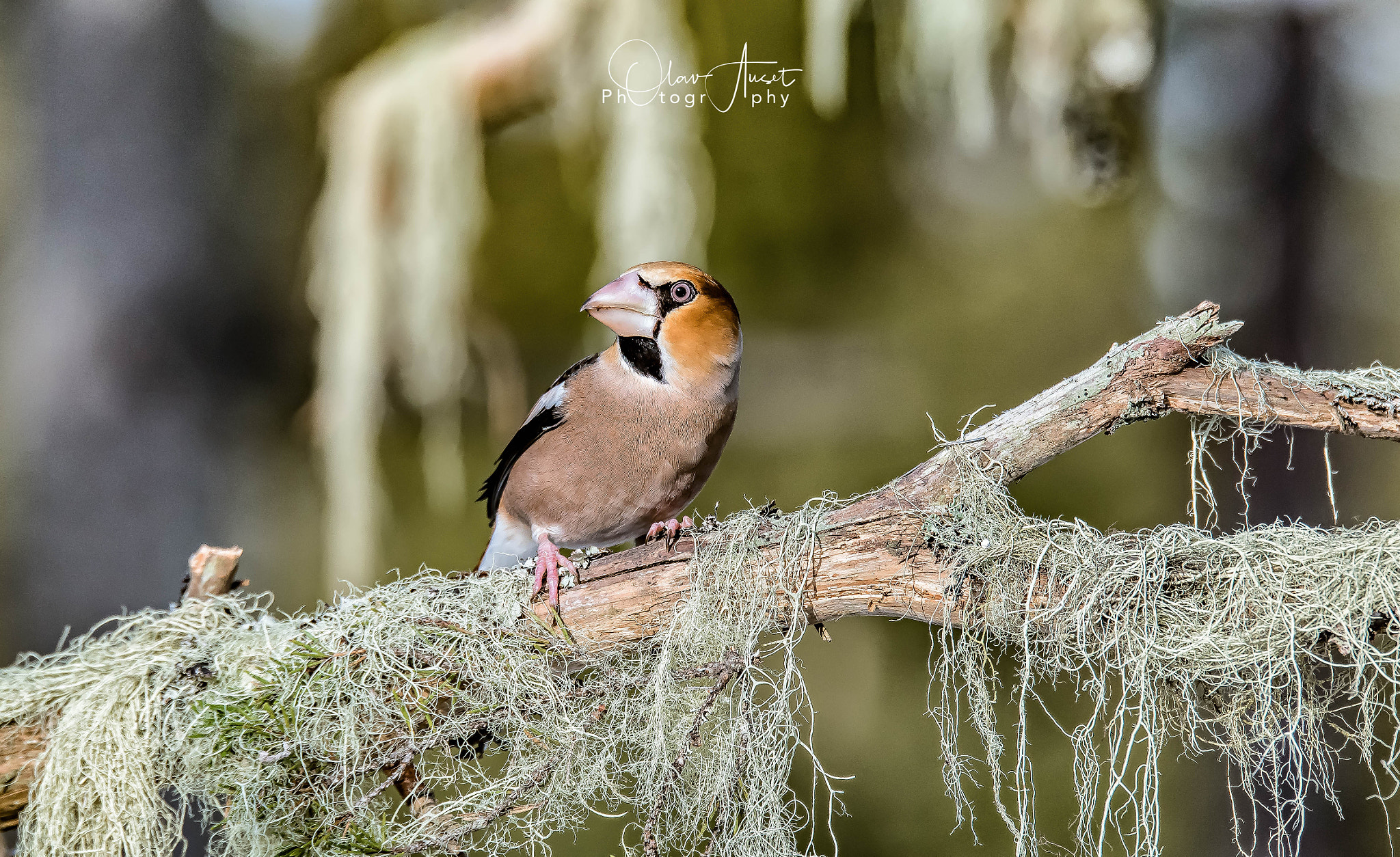 Sigma 150-600mm F5-6.3 DG OS HSM | S sample photo. Edit edit photography