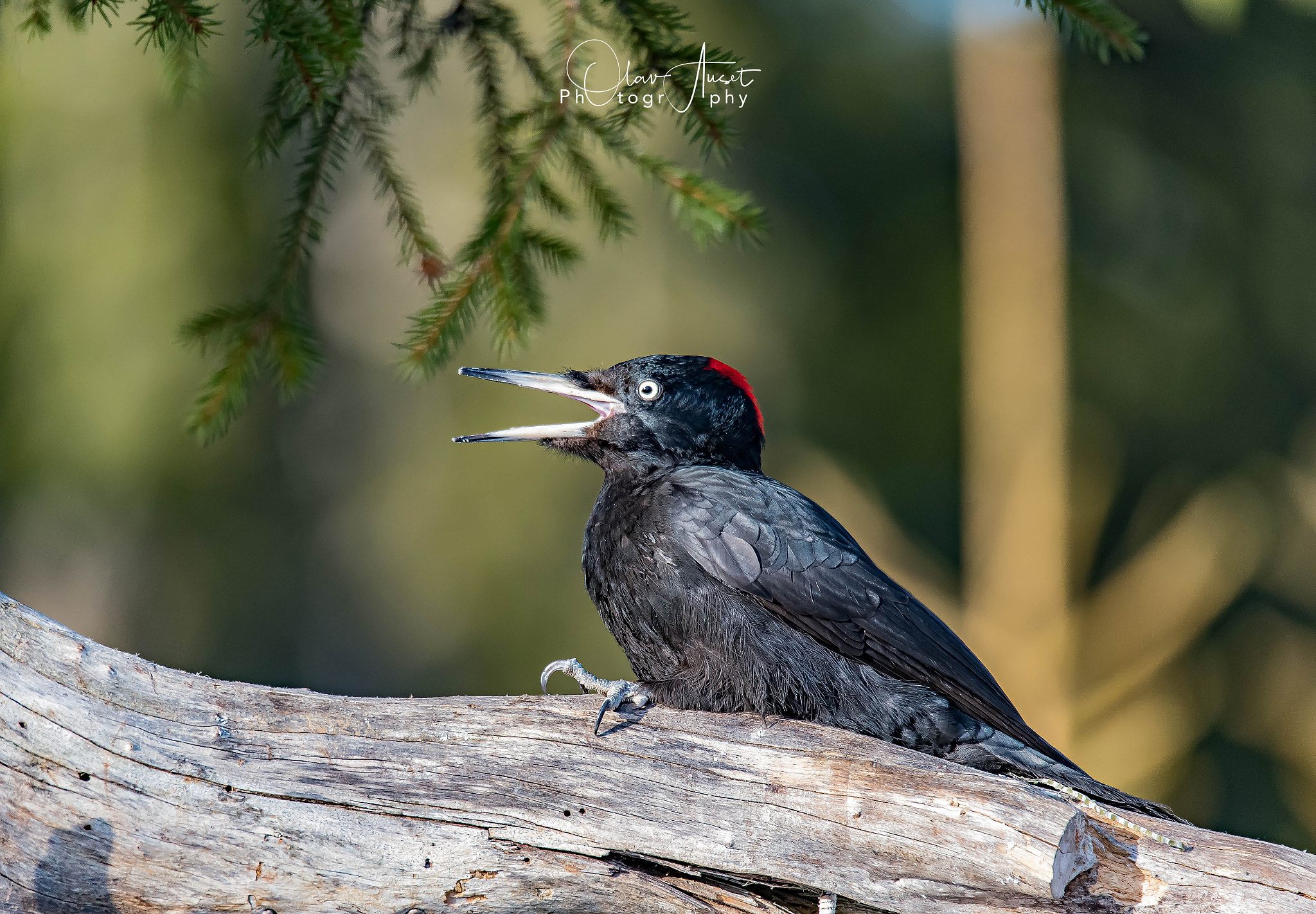 Sigma 150-600mm F5-6.3 DG OS HSM | S sample photo. Edit photography