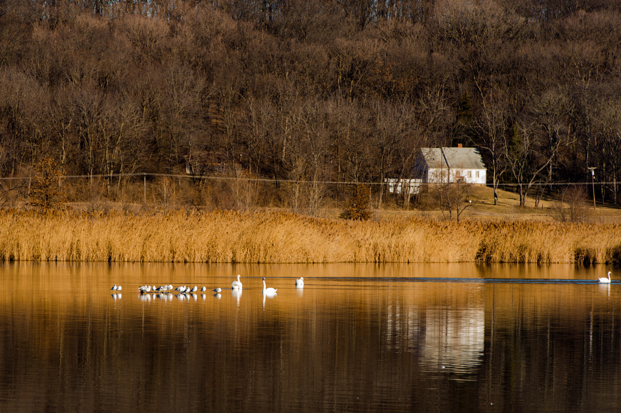 Nikon Df sample photo. Swan lake photography