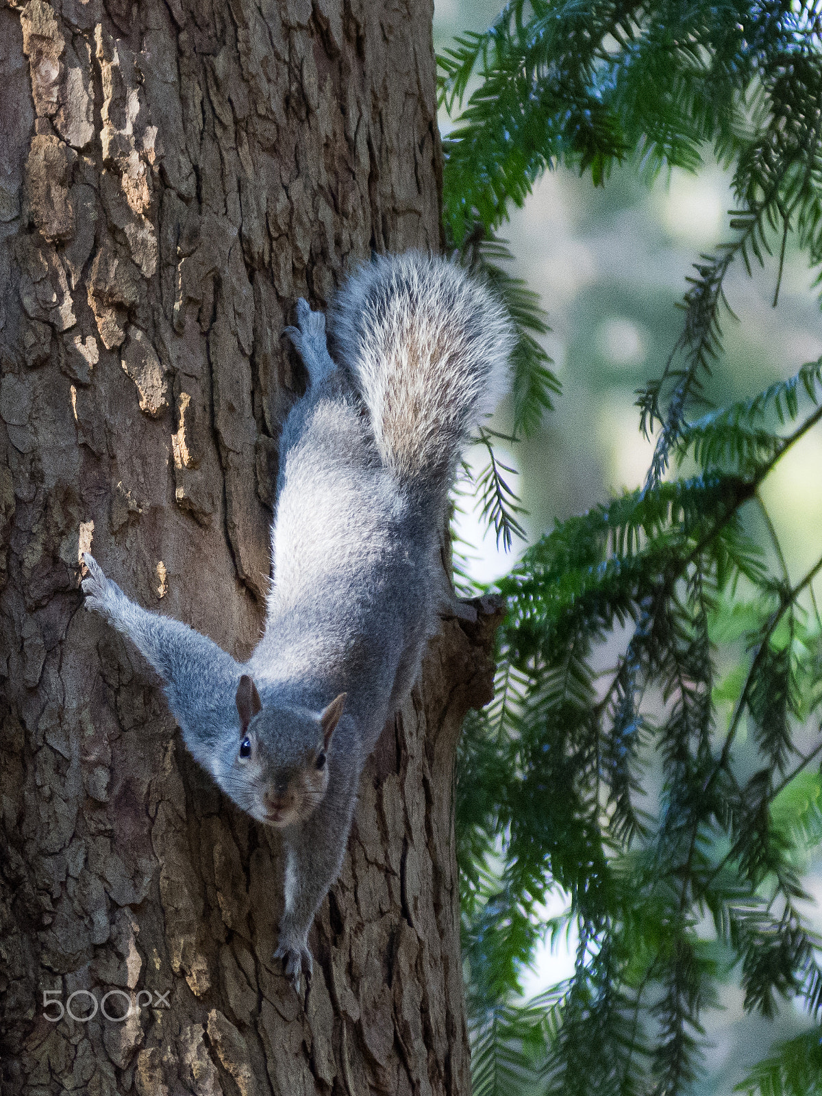 Nikon D7200 sample photo. 32851766431.jpg photography