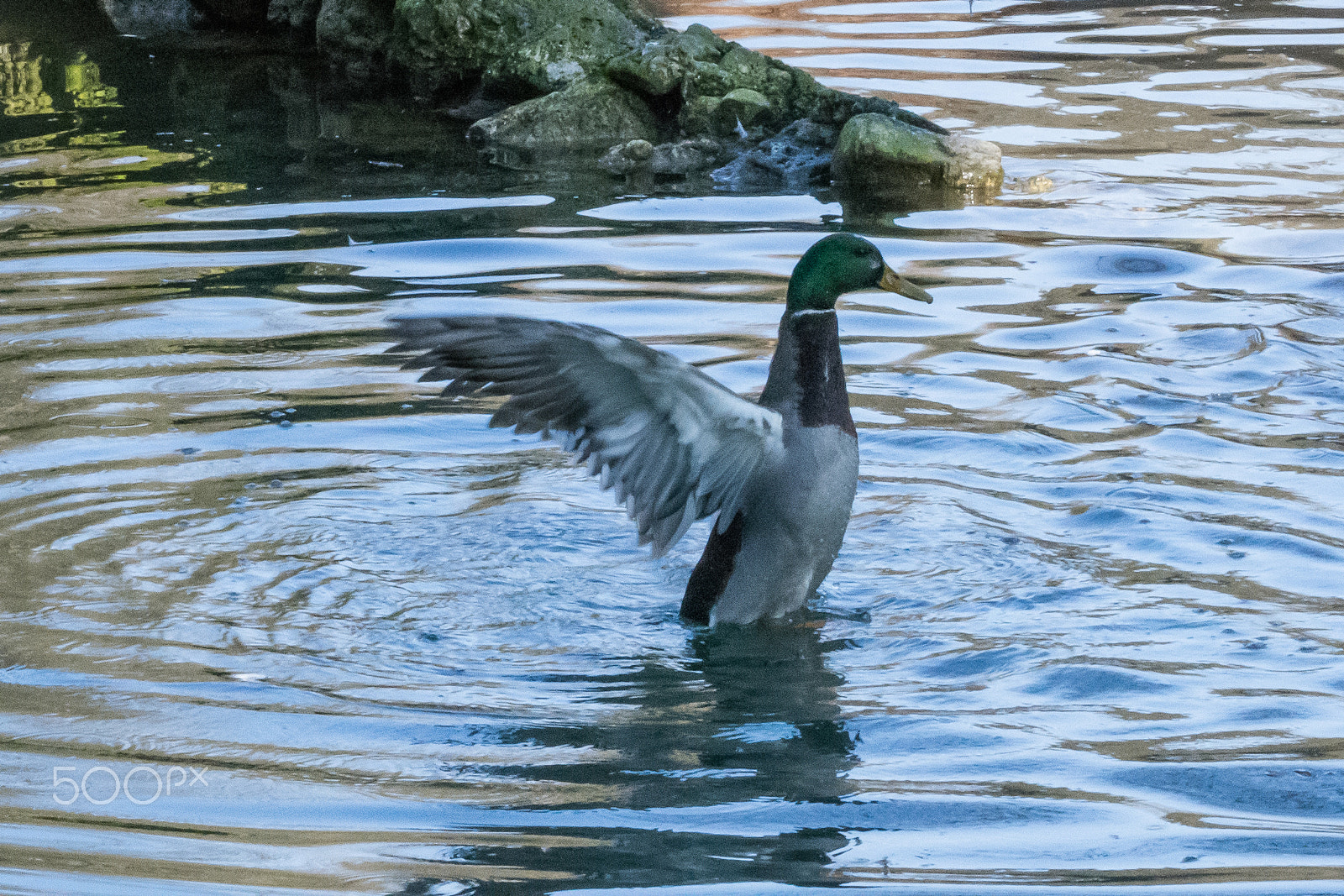 Nikon D7200 sample photo. 32851785971.jpg photography