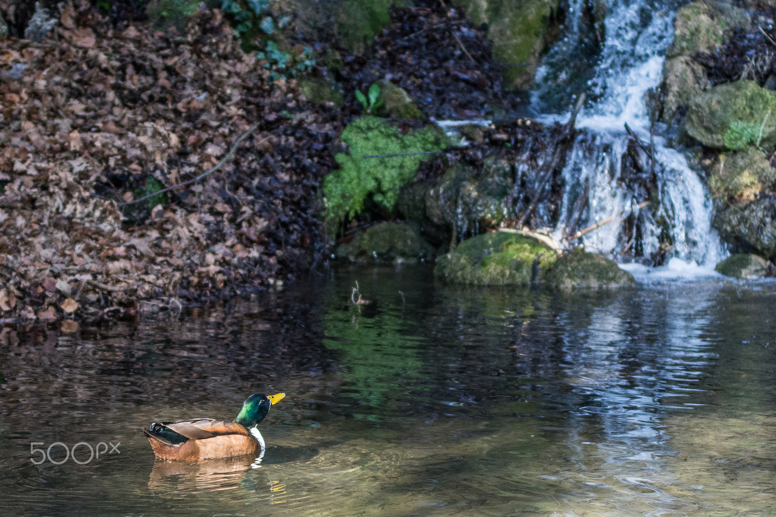 Nikon D7200 sample photo. 32822042142.jpg photography