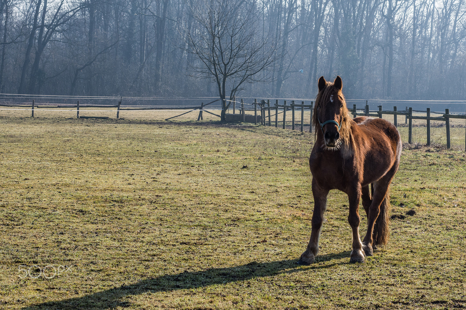 Nikon D7200 sample photo. 32132794974.jpg photography