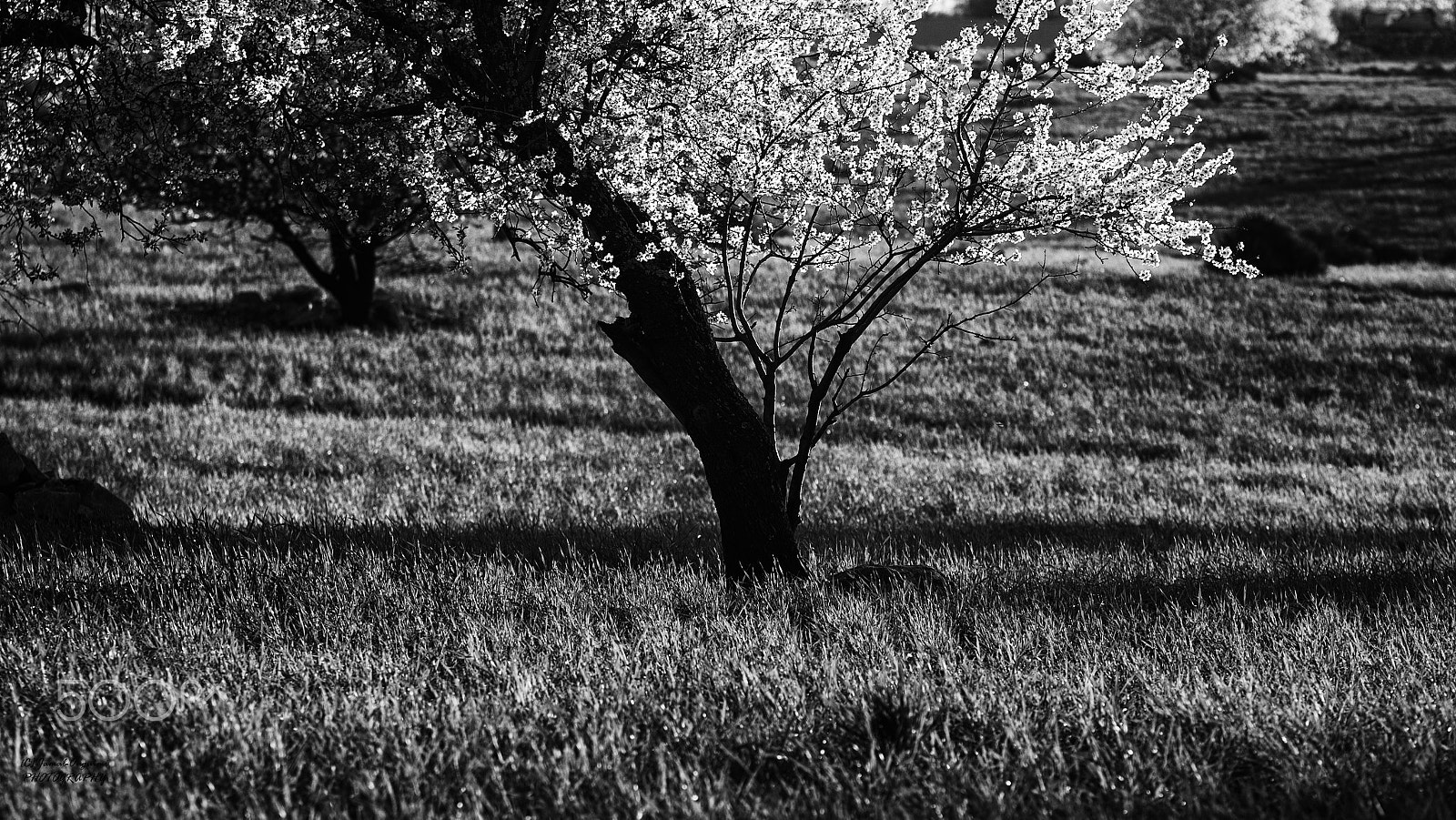 Nikon D700 + Sigma 70-200mm F2.8 EX DG OS HSM sample photo. Almond blossom photography