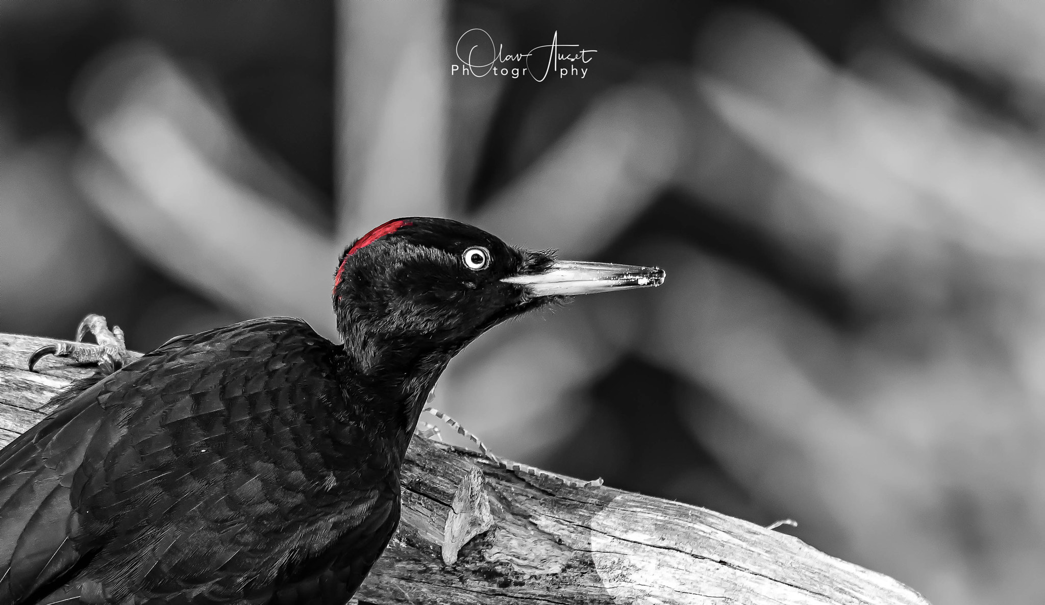 Sigma 150-600mm F5-6.3 DG OS HSM | S sample photo. Edit photography