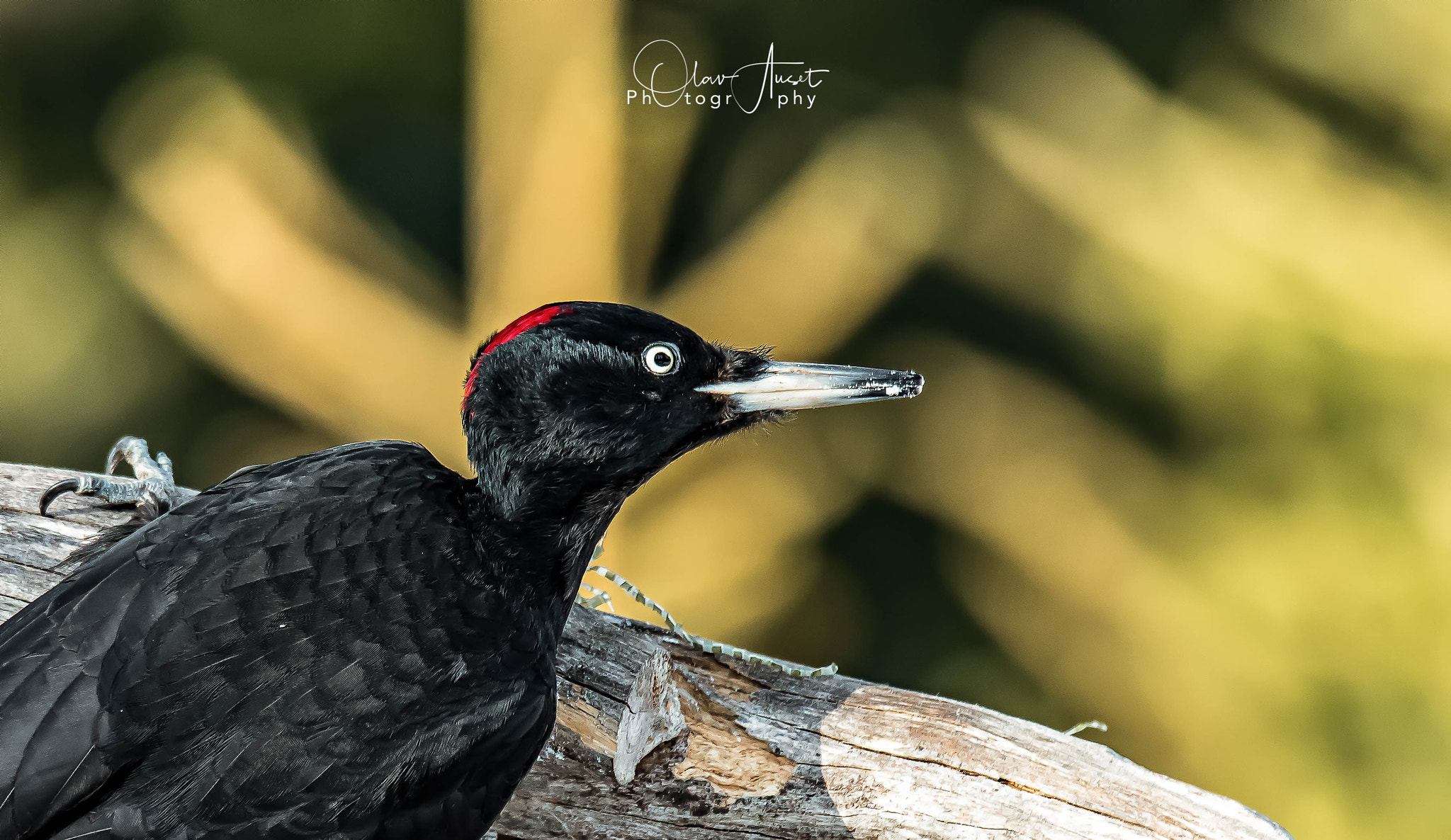 Nikon D750 + Sigma 150-600mm F5-6.3 DG OS HSM | S sample photo. Black woddpecker photography