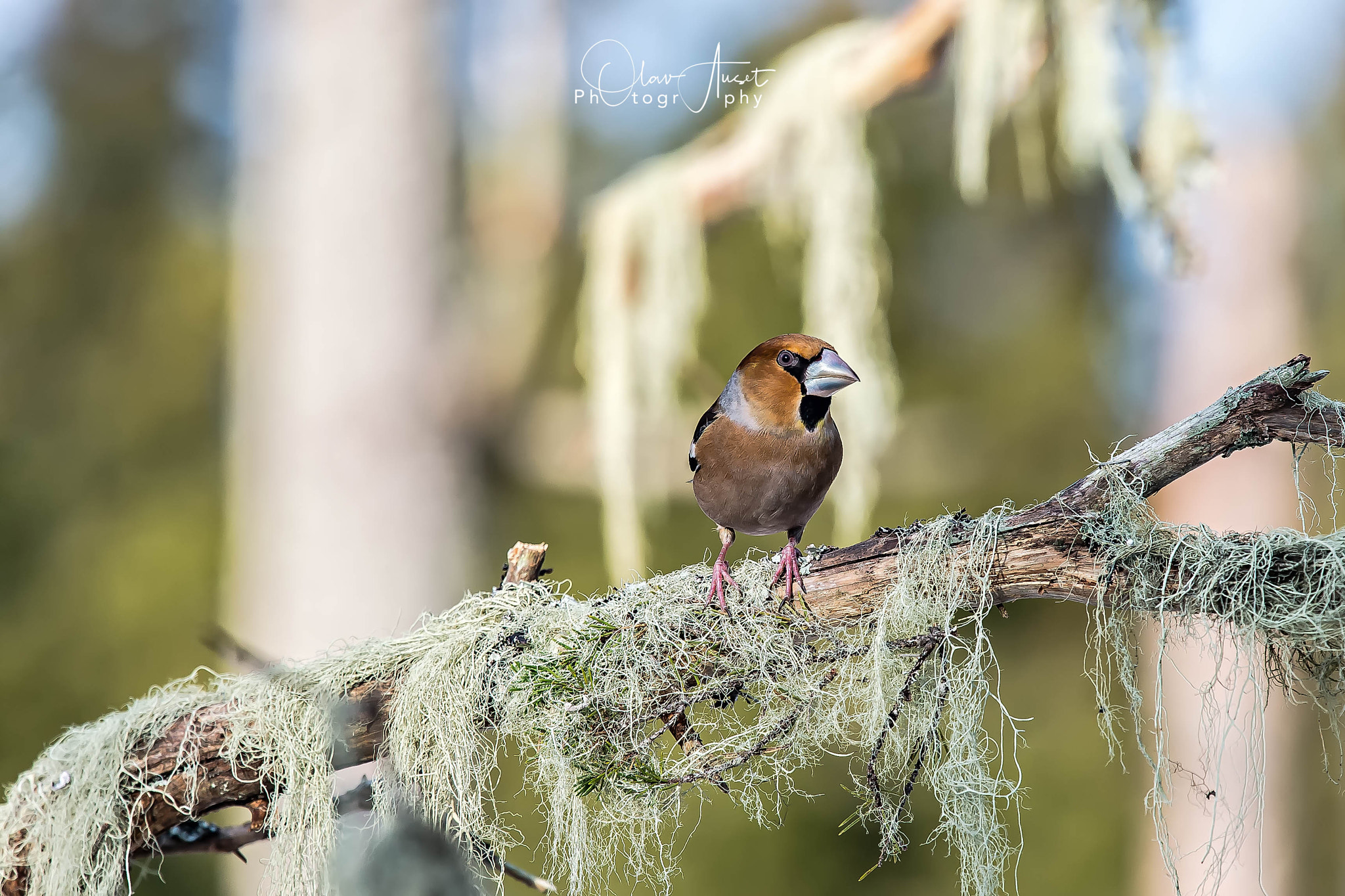 Nikon Nikkor AF-S 300mm F4E PF ED VR sample photo. Edit photography