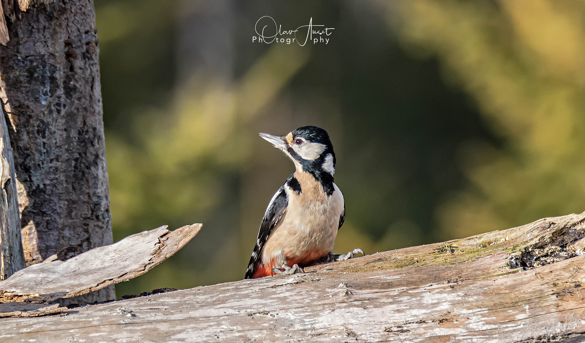 Sigma 150-600mm F5-6.3 DG OS HSM | S sample photo. Edit edit photography